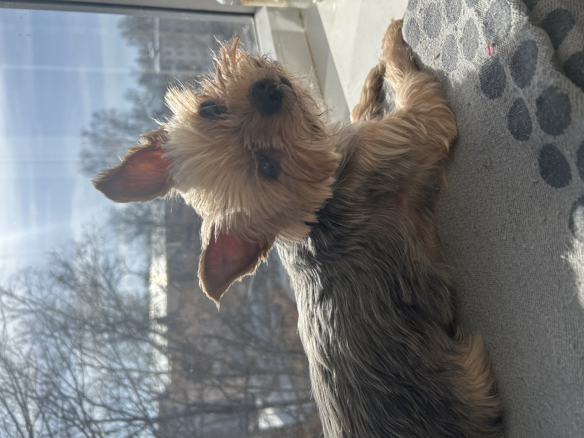 A small dog, likely a Yorkshire Terrier, lies on a grey patterned cushion near a window. The dog has a light brown head and a dark grey back. The window appears to be on a windowsill. Outside the window, bare trees are visible against a bright, slightly hazy sky, suggesting a winter or early spring scene. Reflections in the window show buildings. No people are visible in the image. The exact location in Chaikovsky, Russia is not discernible from the image alone.