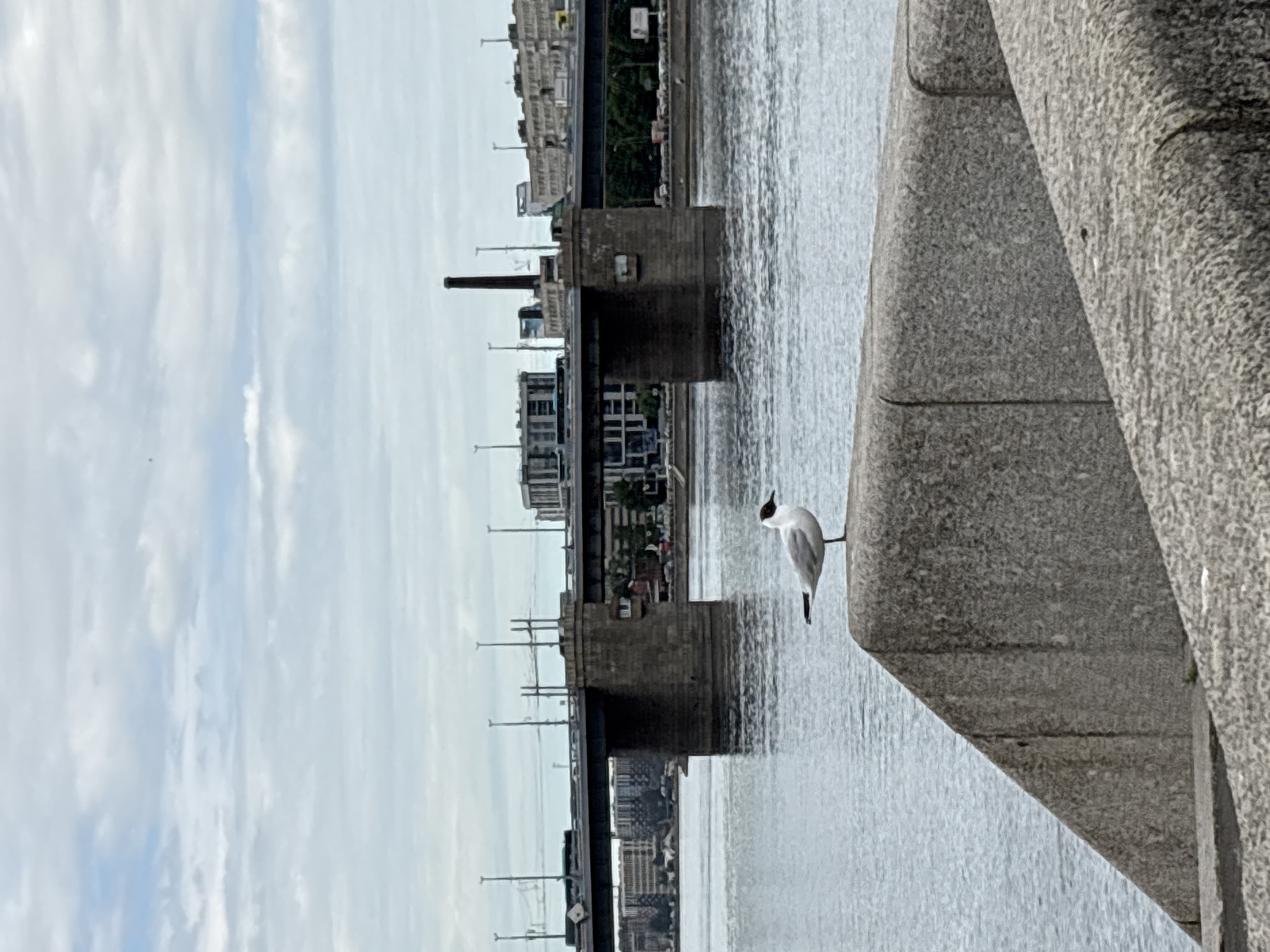 In Shushary, Russia, a seagull stands on a concrete embankment overlooking a wide body of water. In the background, a long, multi-span bridge crosses the water, with a dense urban landscape visible on the opposite bank. The sky is overcast with soft, white clouds. The water is calm, reflecting the muted light. The seagull is the primary subject in the foreground, perched on a textured concrete surface that slopes downwards towards the water.