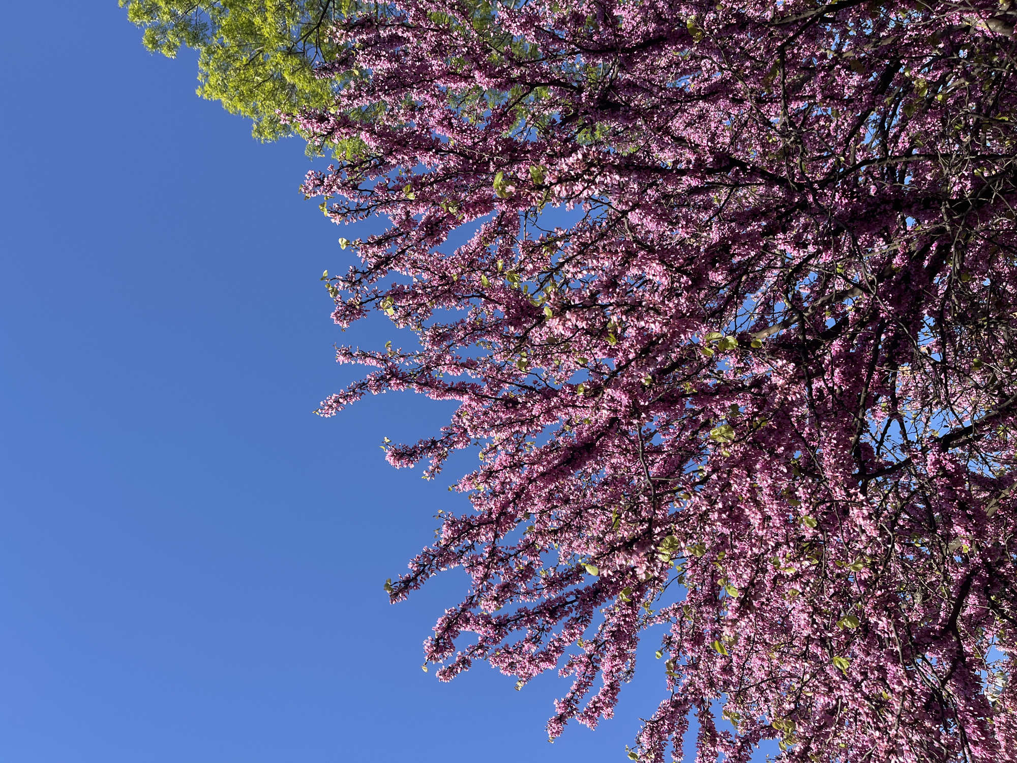 The image shows a tree with pink flowers against a clear blue sky, with some green foliage visible at the top left corner. The branches of the tree are densely covered with the pink blossoms. The location in the city of Karnobat, Bulgaria, is not discernible from the image.