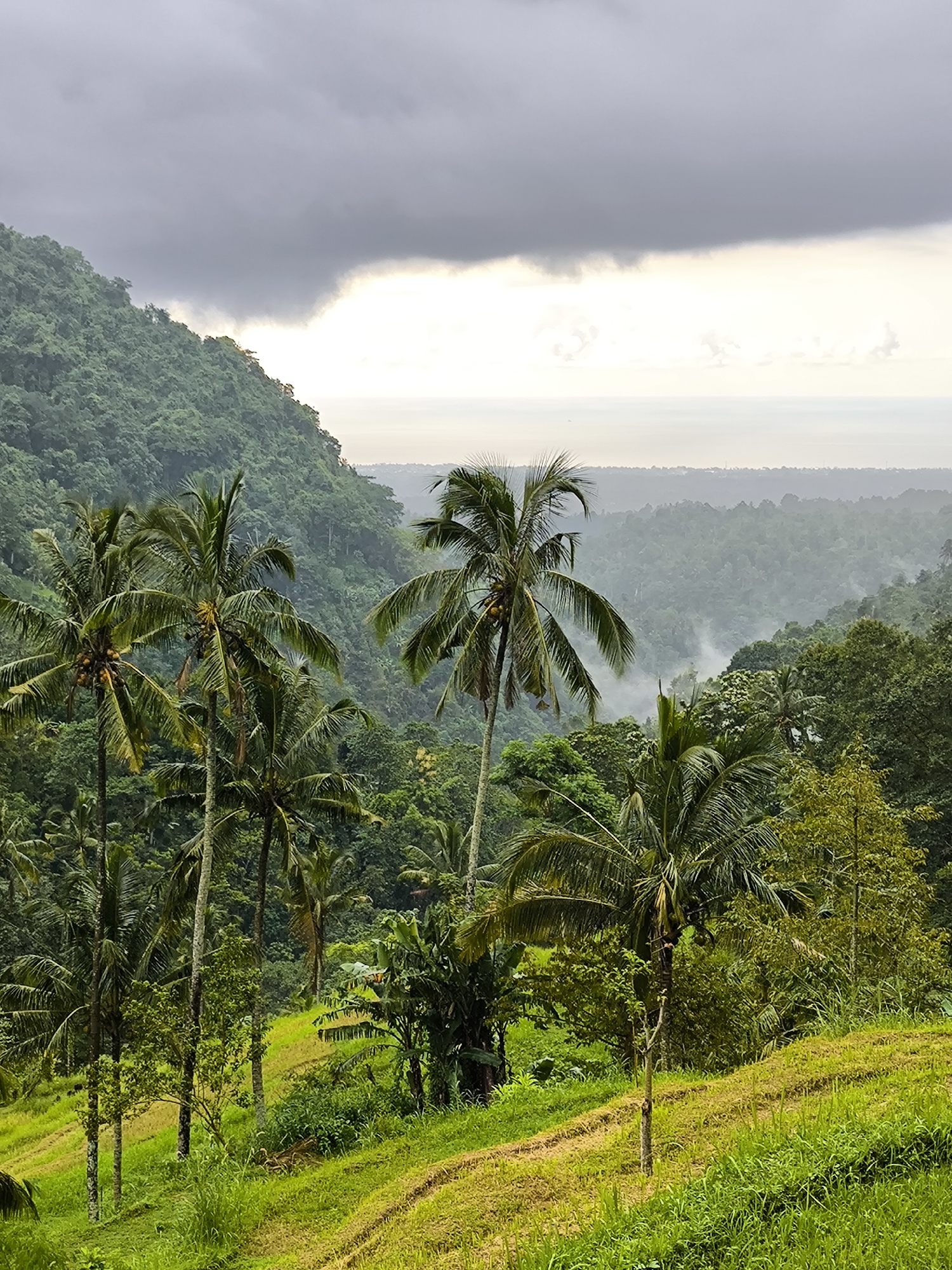 The image captures a lush landscape in Sekumpul, Indonesia. The scene is dominated by a dense tropical rainforest with numerous tall palm trees scattered throughout. A hill covered in dense green vegetation rises to the left, contrasting with the horizon in the background. The sky is overcast with heavy grey clouds, suggesting recent or impending rain. Patches of mist or fog are visible in the valley, partially obscuring the forest floor. The foreground features terraced rice paddies with vibrant green vegetation, providing a pathway that adds depth to the image.