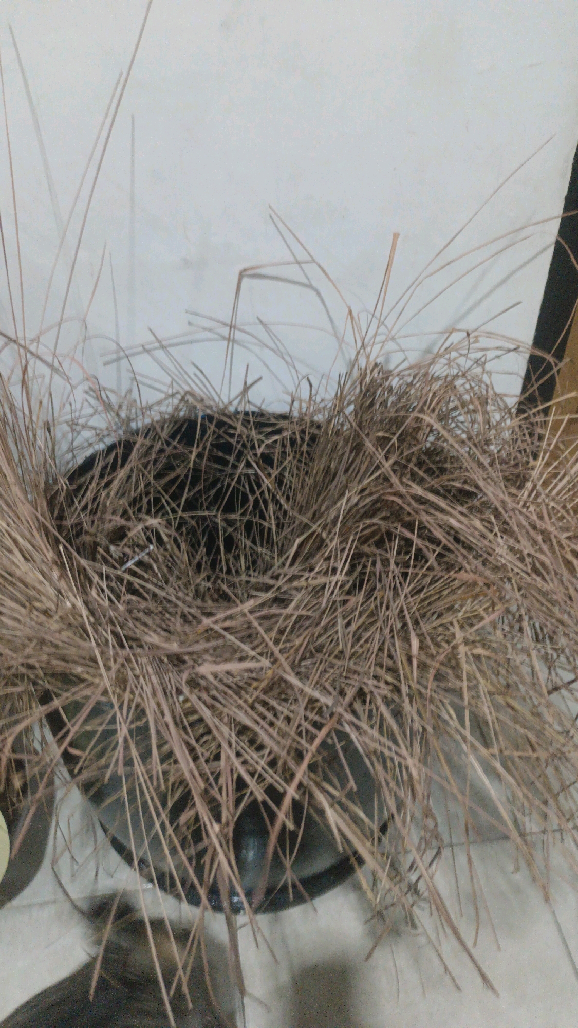 The image depicts a close-up view of a bird's nest, constructed from dried grass and twigs. The nest is situated within a dark, possibly black, concave object, which could be a pot or a basket. The nest appears to be empty. The background consists of a plain, light-colored wall and a floor that reflects some of the surrounding objects. The lighting is somewhat dim, casting soft shadows. There are no people or animals visible in the image. The scene appears to be indoors, given the presence of a wall and floor. Without further context or specific landmarks, it is impossible to determine the exact location within Palembang, Indonesia.