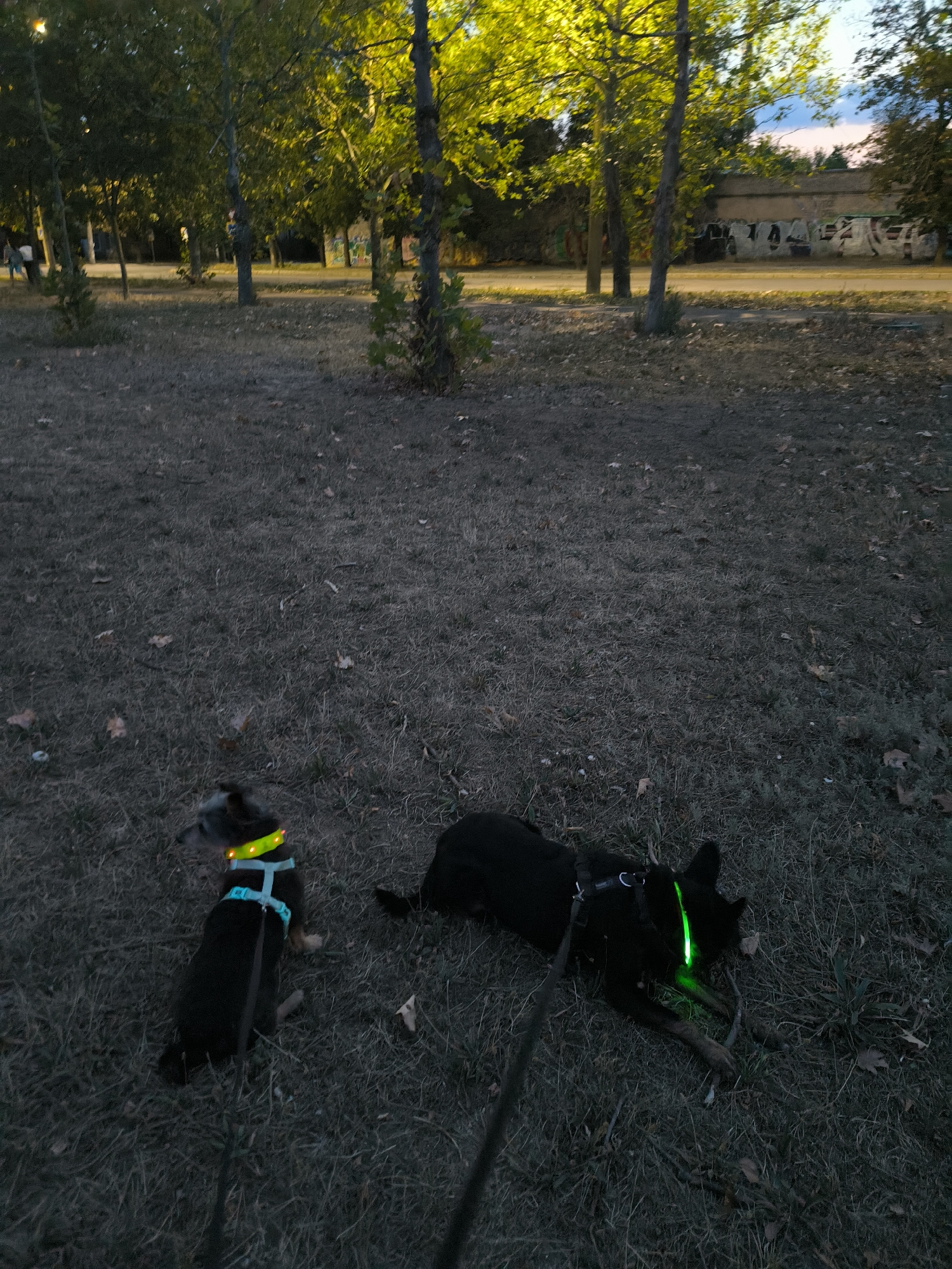 In Mykolaiv, Ukraine, two dogs are visible in a park-like setting at dusk or night. The larger dog, predominantly black, lies on its side on the dry, brown grass, its green luminous collar glowing brightly. A leash is attached to its harness. Beside it, a smaller dog sits, facing left, also wearing a luminous collar that glows yellow and a blue harness. The ground is covered with dry grass and scattered fallen leaves. In the background, trees with illuminated green foliage are present, casting a warm glow. Further beyond the trees, a low, concrete structure with graffiti is visible, and a pale sky suggests the transition from day to night. A faint presence of people can be observed in the far distance, near the trees.