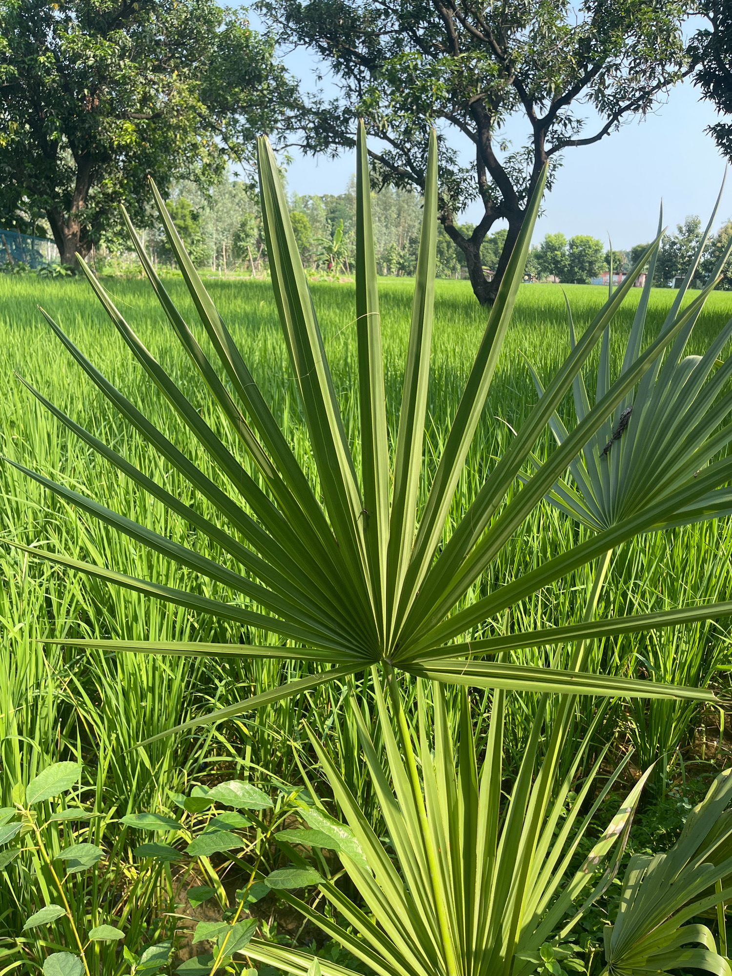 The image depicts a vibrant green paddy field in Bojhi, India, under a clear blue sky. In the foreground, a large, fanned palm leaf dominates the composition, with its sharp, pointed segments spreading outwards. To the right, another palm leaf, partially obscured, is also visible. Behind the palm leaves, the dense rows of rice plants create a textured carpet of green. In the background, several trees with lush foliage stand tall, their branches reaching towards the sky. The overall scene conveys a sense of natural beauty and tranquility.