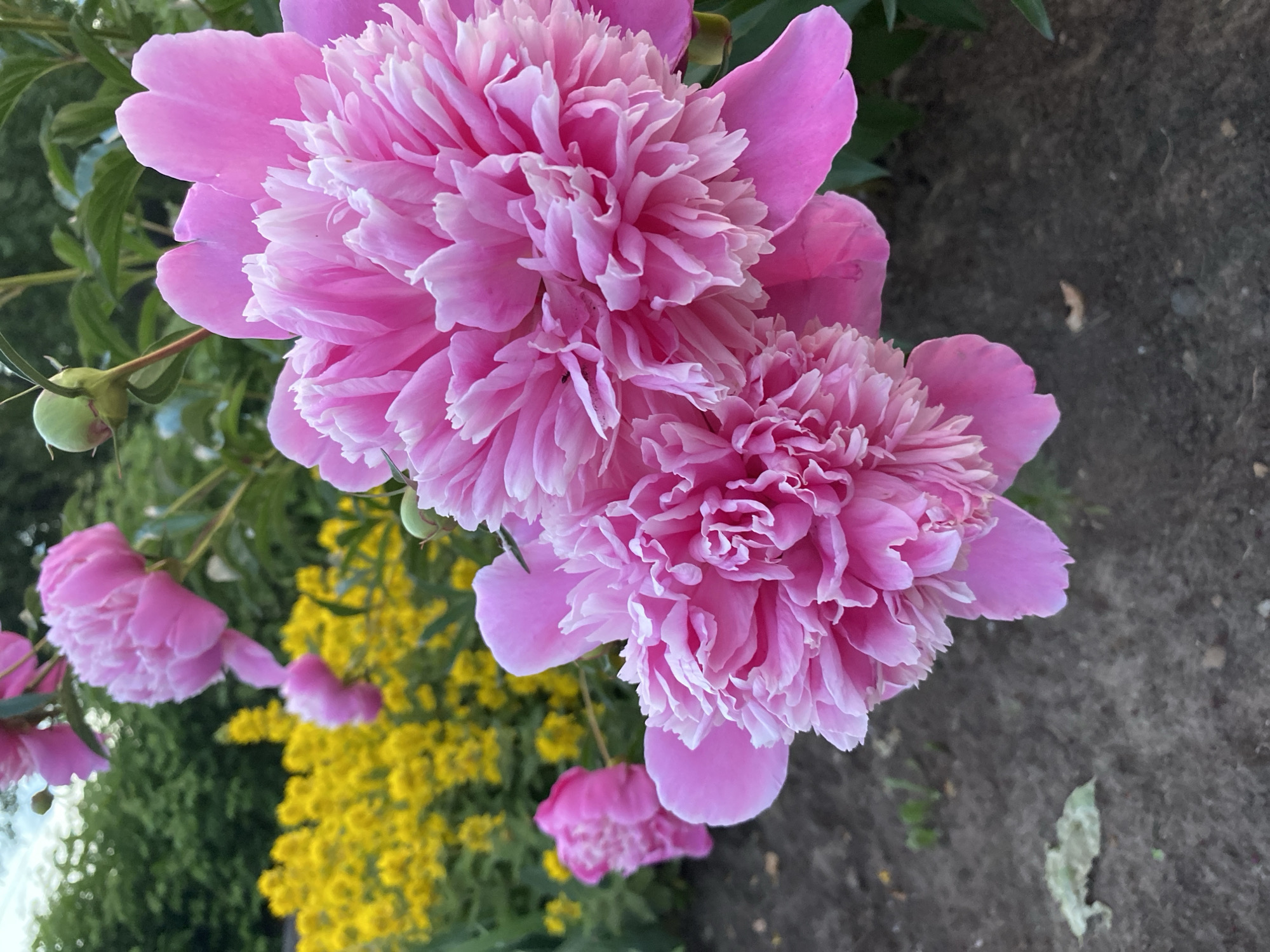 The image shows a close-up of several pink peonies in bloom. The peonies are large and fully opened, with many delicate petals. In the background, there is a blur of yellow flowers and green foliage. The ground beneath the flowers is dark soil. The scene appears to be an outdoor garden. This image was taken in Chaikovsky, Russia.