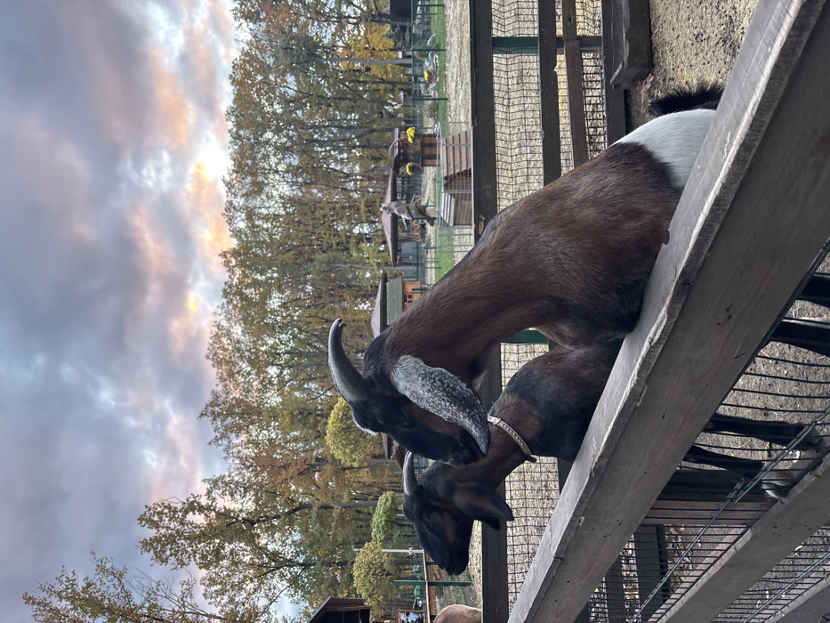 An outdoor scene in Lisne, Ukraine, depicts two domestic goats positioned at a wooden fence, looking towards the viewer. The goat in the foreground is primarily brown with a white underside and black facial markings, featuring prominent curved horns and a mottled grey/white right ear. A second, smaller, darker brown goat with smaller horns and a light-colored collar is partially visible behind and to the left of the larger goat, also leaning over the fence. The fence consists of horizontal wooden planks and vertical slats. In the background, a dense line of trees with autumn foliage (yellow-green to brown) dominates the mid-ground. Beyond the fence and trees, several small wooden structures or gazebos are visible, including one with yellow floral decorations and another structure with a brown roof. A carved wooden statue stands in the distant enclosure. The sky is overcast with grey clouds, displaying subtle pink and orange hues near the horizon, indicative of either sunrise or sunset.