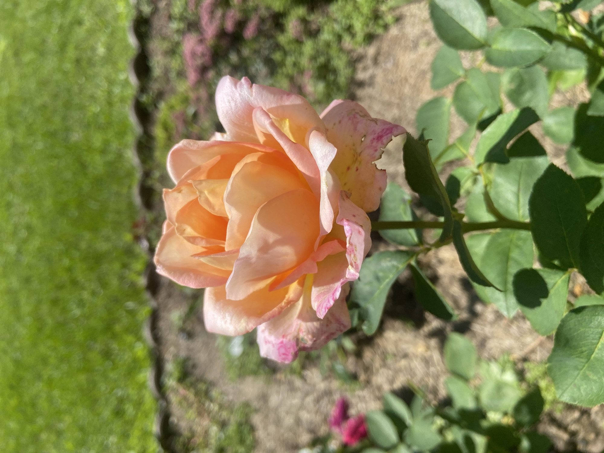 A close-up, eye-level shot captures a delicate, peach-colored rose in full bloom, its petals unfurling to reveal hints of yellow at their core. The rose is the central subject, positioned slightly to the left of the frame, with its stem and green leaves extending downwards. The background is a soft blur of colors, with a vibrant green lawn occupying the upper portion, transitioning into a garden bed with brown soil, scattered mulch, and smaller, pinkish-purple flowering plants. The lighting suggests a bright, sunny day, casting subtle shadows from the rose's foliage onto the ground. The location is identified as Zümorodok DNP, Russia.