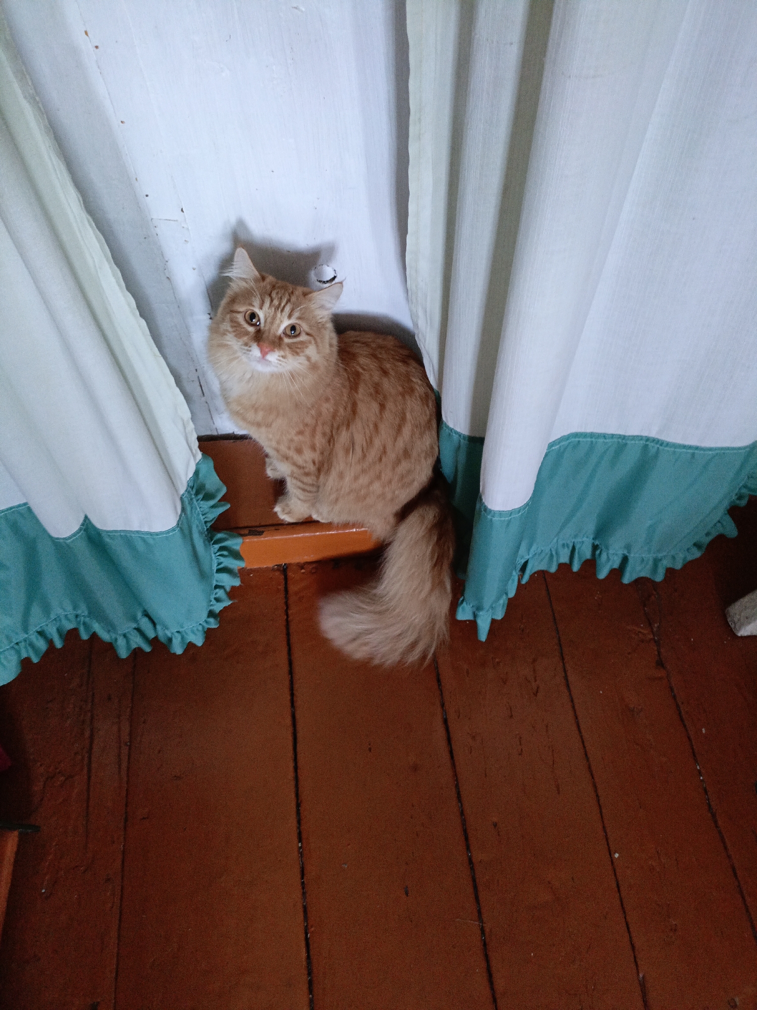 An orange tabby cat with fluffy fur is sitting on a wooden ledge, partially obscured by white curtains with a teal ruffled hem. The cat is looking towards the camera with wide, amber eyes. The background consists of a white wall and the curtains. The floor is made of dark brown wooden planks. The scene appears to be indoors.