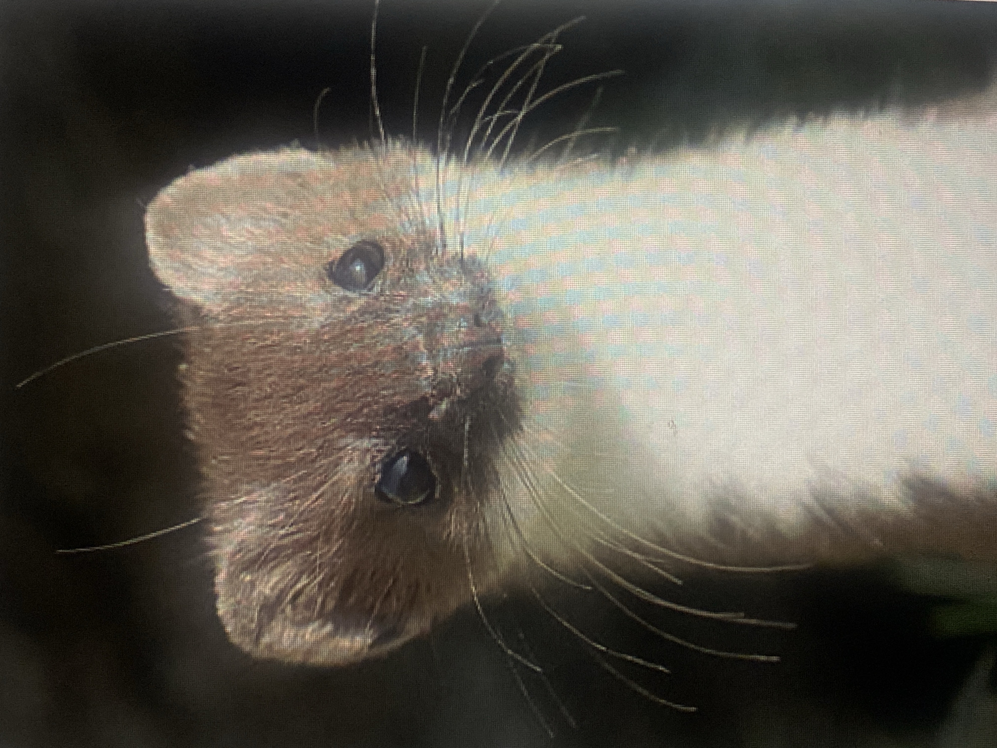 A close-up, medium shot shows the face of a stoat. The stoat has brown fur on its head and back, transitioning to white fur on its chest and belly. Its eyes are dark and beady, and it has long, prominent whiskers. The background is dark and out of focus, suggesting a natural environment. There is no indication of the city of Rybnitsa, Moldova in the image.