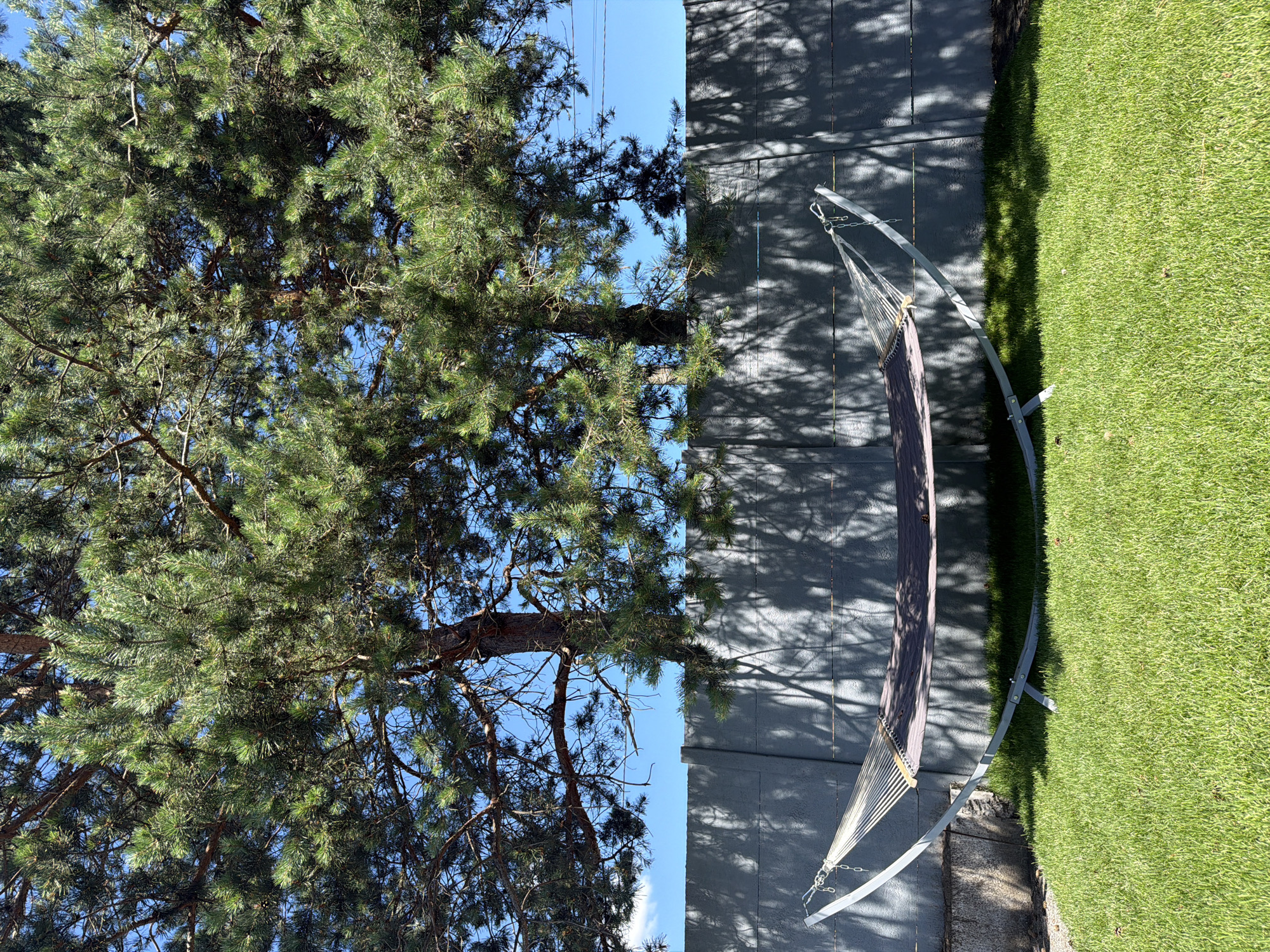 In a backyard setting in Obukhivka, Ukraine, a hammock with a grey fabric bed and a metal stand is positioned on a vibrant green lawn. Behind the hammock, a grey concrete fence runs horizontally across the frame, casting dappled shadows from the overhead trees. Two large pine trees with lush green needles dominate the upper portion of the image, their branches reaching towards a clear blue sky. The scene suggests a tranquil outdoor space, possibly a residential area, given the presence of the fence and manicured lawn. There are no people or animals visible in the image.