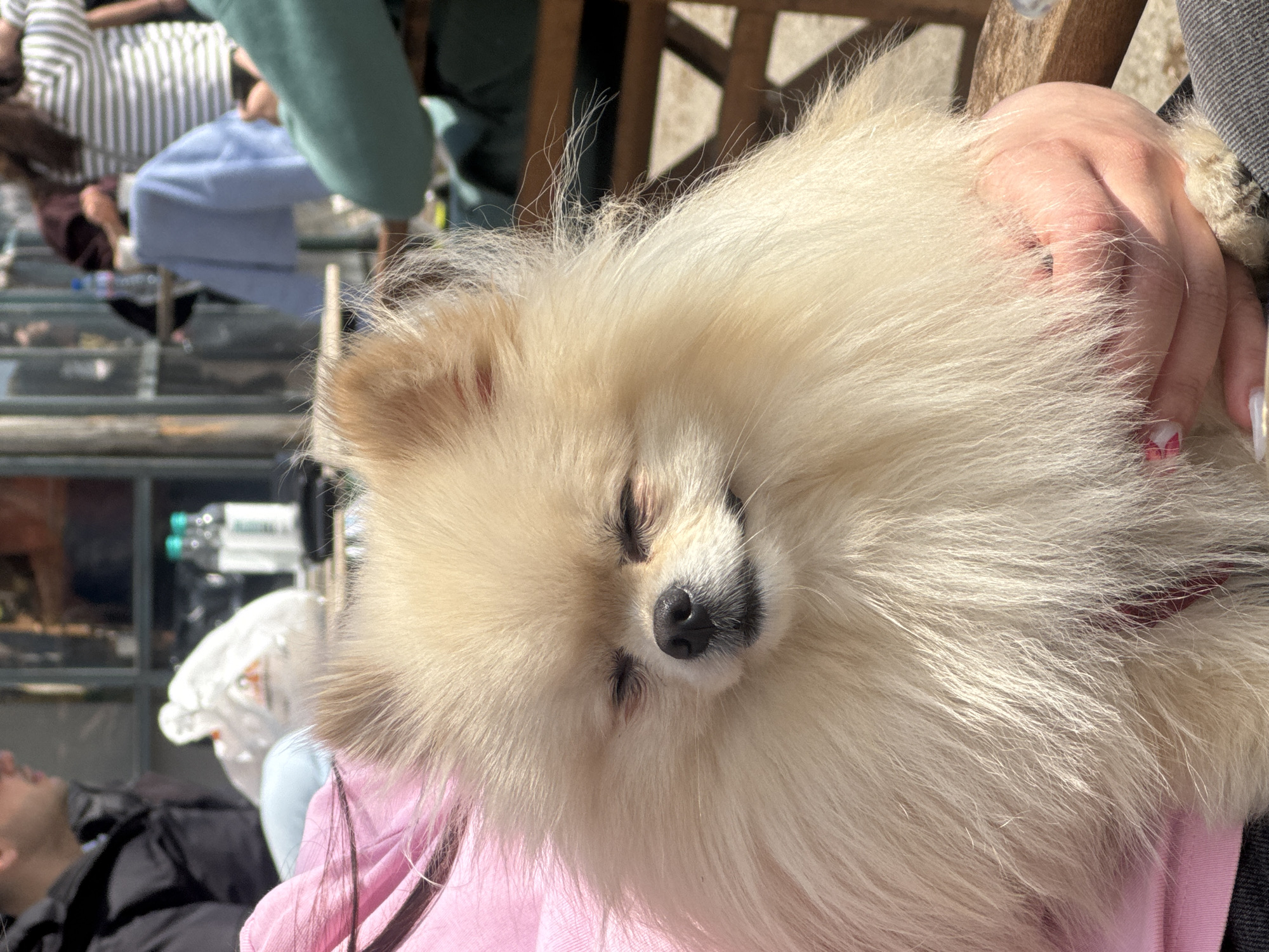 A Pomeranian dog is sleeping in someone's lap. The person has their hand resting on the dog. The dog is on a pink garment. A glass platform extends into the background, where people and objects such as water bottles are visible. The photo was taken in the city of Varna, Bulgaria.