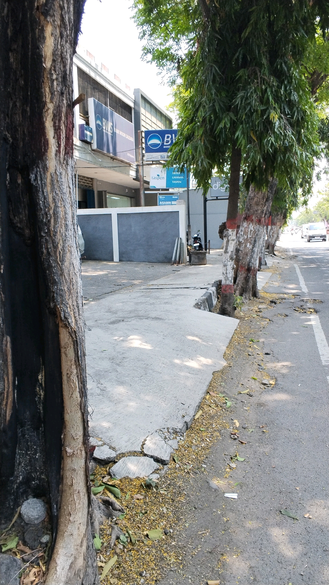 The image shows a street scene in Mojokerto, Indonesia. In the foreground, a large tree trunk with dark, rough bark is prominently displayed on the left. Adjacent to it, a concrete sidewalk is cracked and broken in several places, with small yellow flowers and leaves scattered on the surface and along the edge. The sidewalk runs alongside a paved road, where a few cars are visible in the distance.
On the right side of the sidewalk, a row of trees with white and red markings on their trunks are planted along the street. The trees have dense green foliage. In the background, a building with a blue sign featuring the letters "BWS" is visible, along with other signs for "taspen" and "ASABRI." A motorcycle is parked near a concrete planter on the sidewalk. The sky is bright and appears to be clear. The overall scene suggests a typical urban environment with elements of nature integrated into the cityscape.