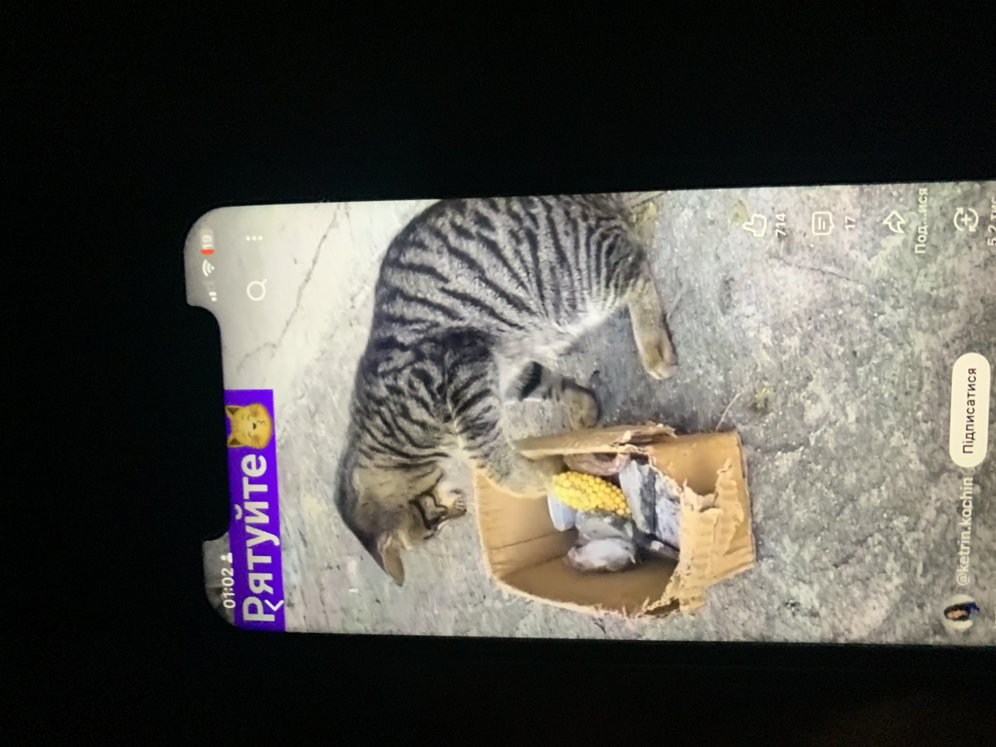 A tabby cat is leaning over a ripped cardboard box filled with small objects, possibly food. The cat is in the process of reaching into the box with its paw. The scene appears to be outdoors, on a paved surface. The image is a screenshot from a mobile device, indicated by the user interface elements such as time, battery, Wi-Fi signal, and social media icons. The text on the screen is in Ukrainian and includes the word "Рятуйте" (which translates to "Save") and a user handle "@ketrin.kochin". There are no visible people in the image. The overall context suggests a social media post or video related to the cat and its contents. The city of Zhmerynka, Ukraine is not explicitly depicted or inferable from the image itself.