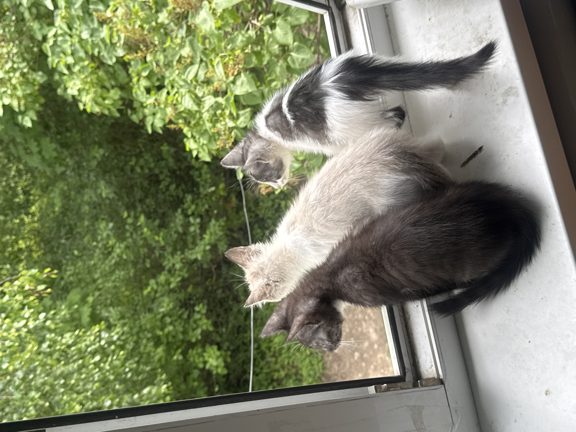 Three kittens are perched on a white windowsill, looking out a window at lush green foliage. A dark grey kitten is on the left, a cream-colored kitten is in the middle, and a black and white kitten is on the right. The scene is set outdoors in Zaokskiy, Russia, suggesting a peaceful, domestic environment. The focus is on the kittens' curious gazes, hinting at their engagement with the outside world.