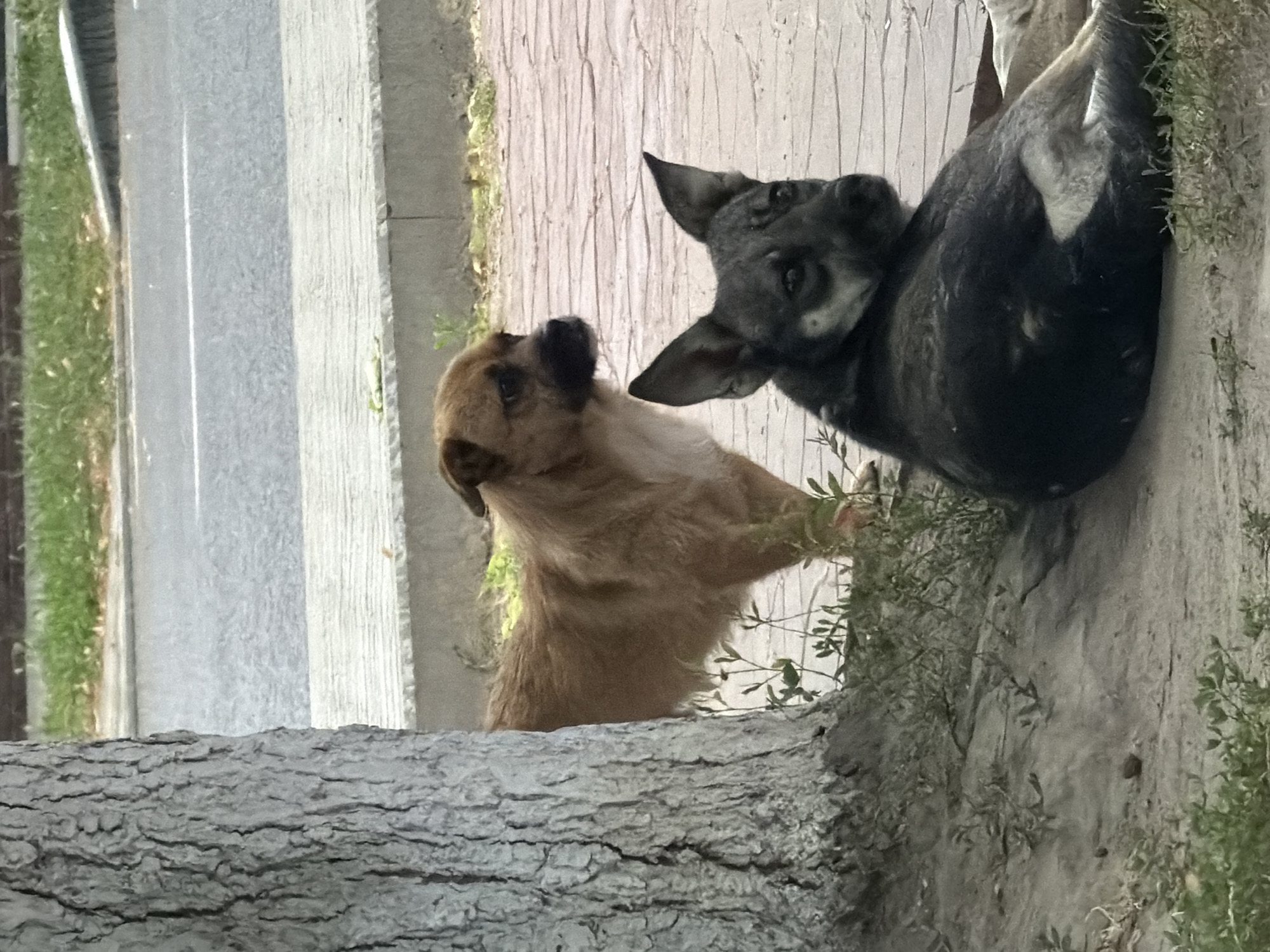 Two dogs are in the foreground, with a tree trunk on the left. The dog in the foreground is lying down and facing right, with its head turned back towards the viewer. It is dark gray with lighter markings on its face and chest. The second dog is standing behind it and to the left, peeking out from behind the tree. It is a lighter brown color with a darker snout and ears. In the background, there is a paved walkway, a road with a white line, and green grass. The scene appears to be an outdoor public space in Strășeni, Moldova.