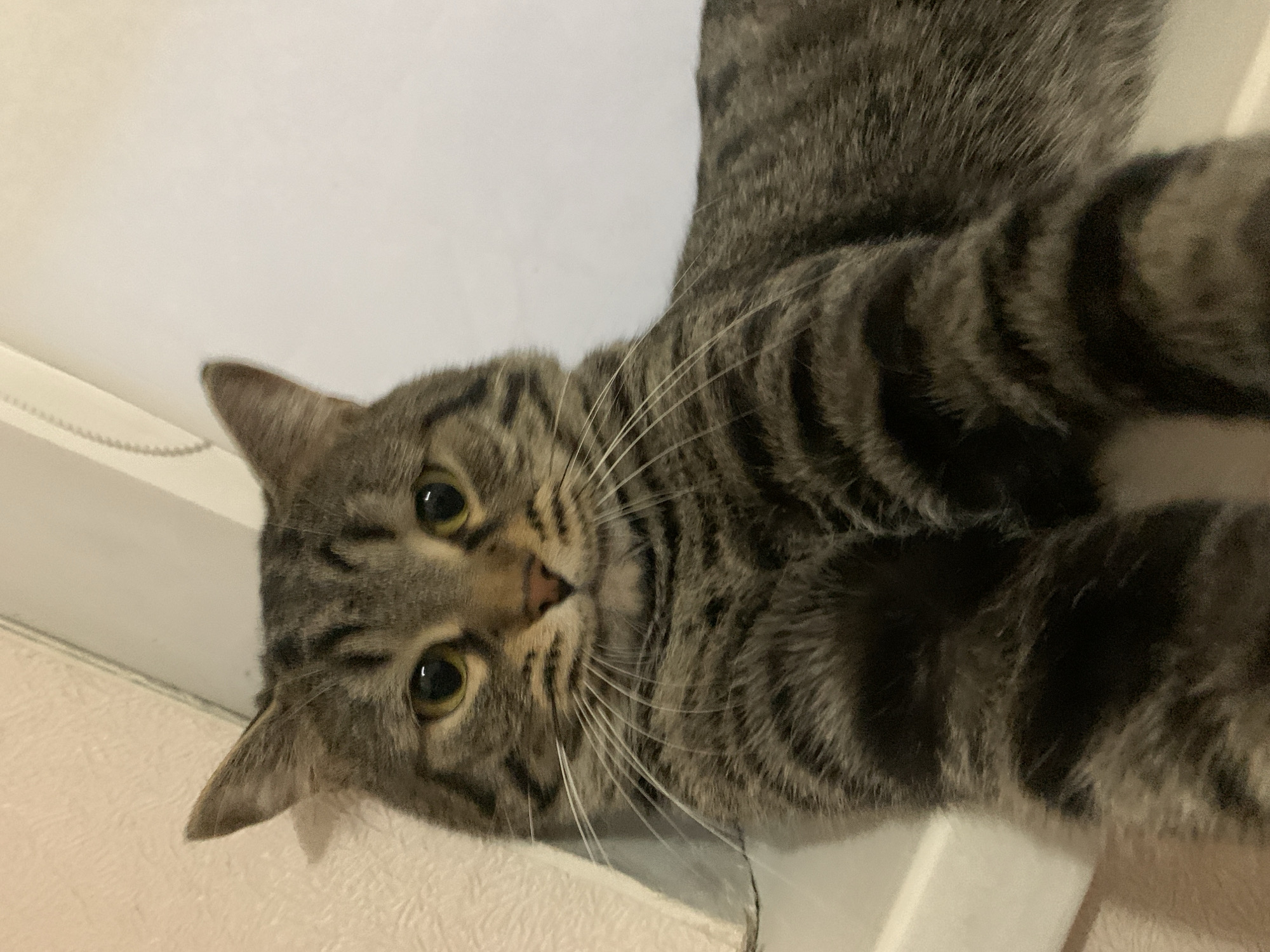 A tabby cat is looking down at the camera. The cat has gray and black stripes, green eyes, and a pink nose. The background is white and beige.