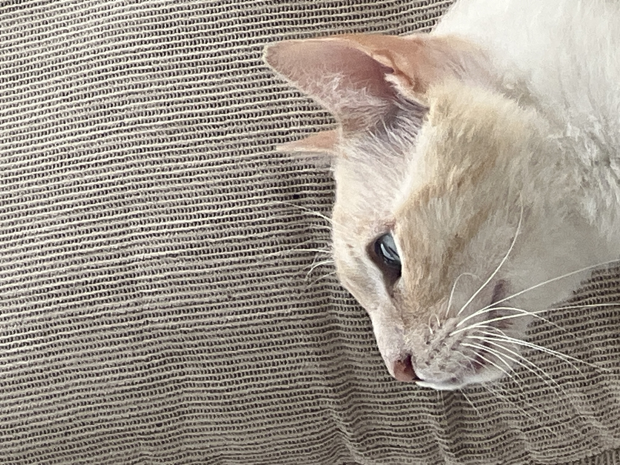 A close-up, profile view of a light-colored cat with blue eyes and orange markings is positioned on a textured, light brown surface. The cat's head is turned to the left, with its ears and whiskers prominently visible. The background consists of a dense, parallel lined pattern. The image is well-lit, with the cat's fur appearing soft and its features clearly defined. There is no discernible urban environment or reference to the city of Sochi, Russia.