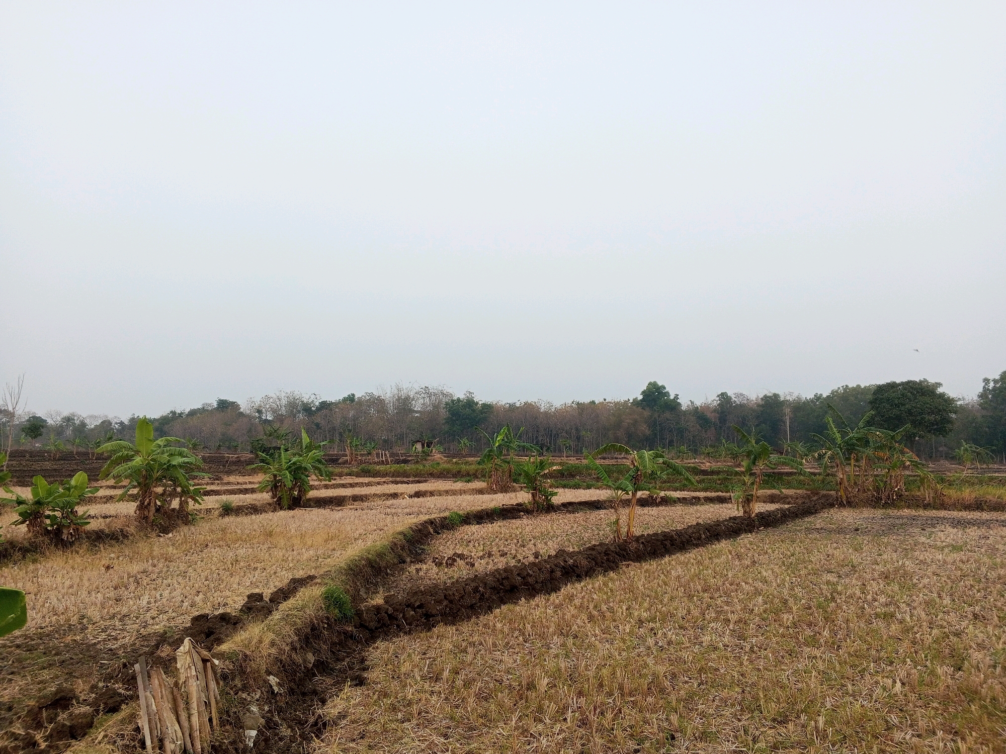 A wide shot captures a scene of agricultural land in Klari, Indonesia, under an overcast sky. The foreground is dominated by a dry, harvested field with stubble. Furrows of dark, tilled soil are visible, suggesting recent or ongoing cultivation. Several young banana trees with vibrant green leaves are scattered throughout the field, contrasting with the dry earth. In the middle ground, more rows of harvested fields and banana trees are present, with a line of dense trees forming the background. The overall impression is one of a rural agricultural landscape.