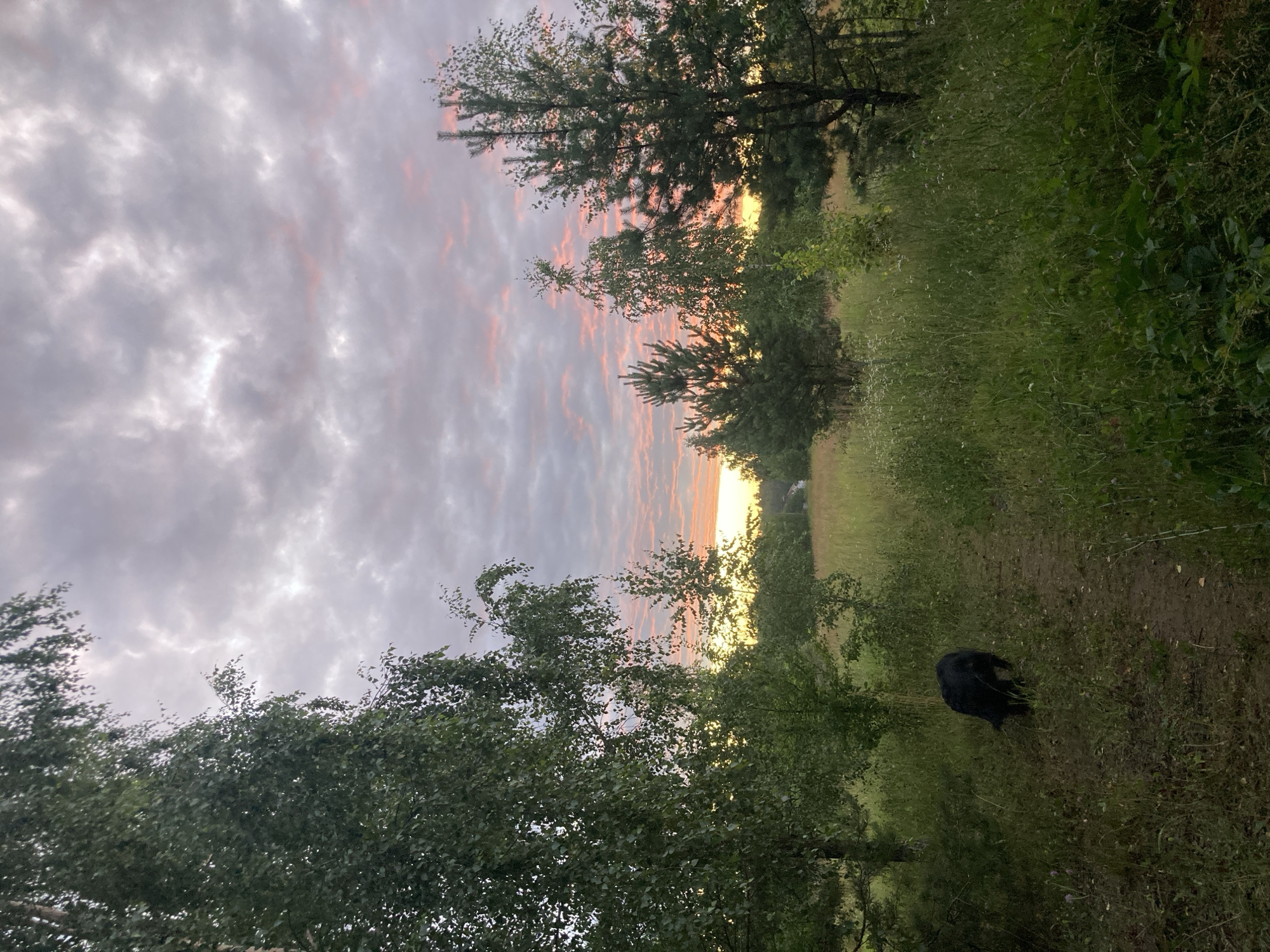 A black dog is walking on a dirt path in a grassy field at dusk. The dog is in the lower left quadrant of the image, facing away from the viewer and towards the right. Trees, including birch and pine trees, line the edges of the field and are scattered throughout the scene. The sky is filled with clouds that are tinged with pink and orange from the setting sun, with a sliver of bright orange visible on the horizon. The overall impression is a peaceful, rural landscape. The location is identified as Міханавіцкі сельскі Савет, Belarus.