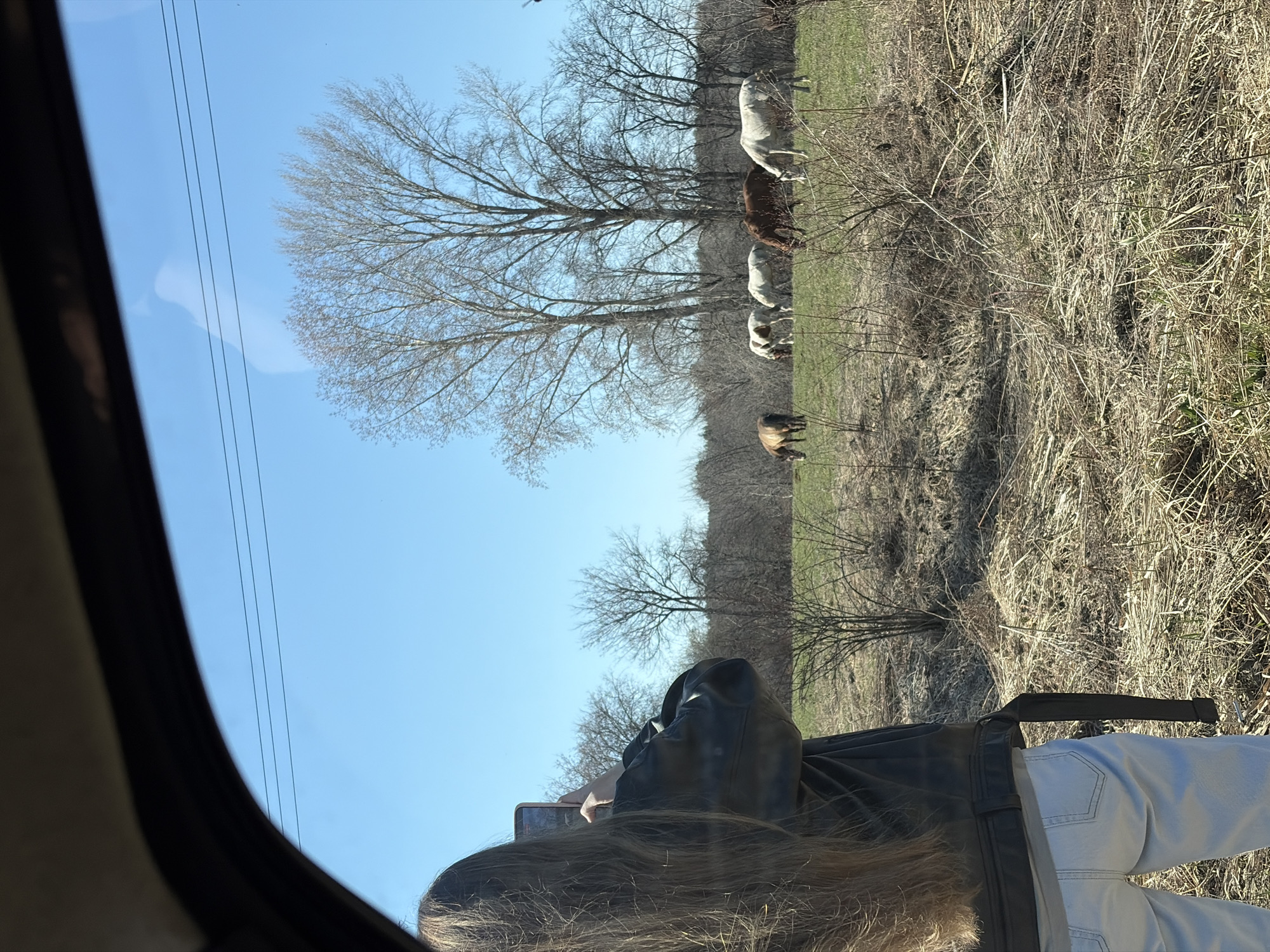 The image shows a view from inside a vehicle, likely a car. Outside, there is a field with a line of trees in the middle ground. Several cows of varying colors (white, brown, light brown) are grazing in the field. The foreground includes the back of a person's head, with long brown hair, wearing a black jacket. A hand is visible holding a smartphone. The background consists of a clear blue sky with telephone wires running across it. The image is taken at an angle, likely due to the perspective from inside the car. It is not possible to determine the location as Noviy, Russia, from the image.