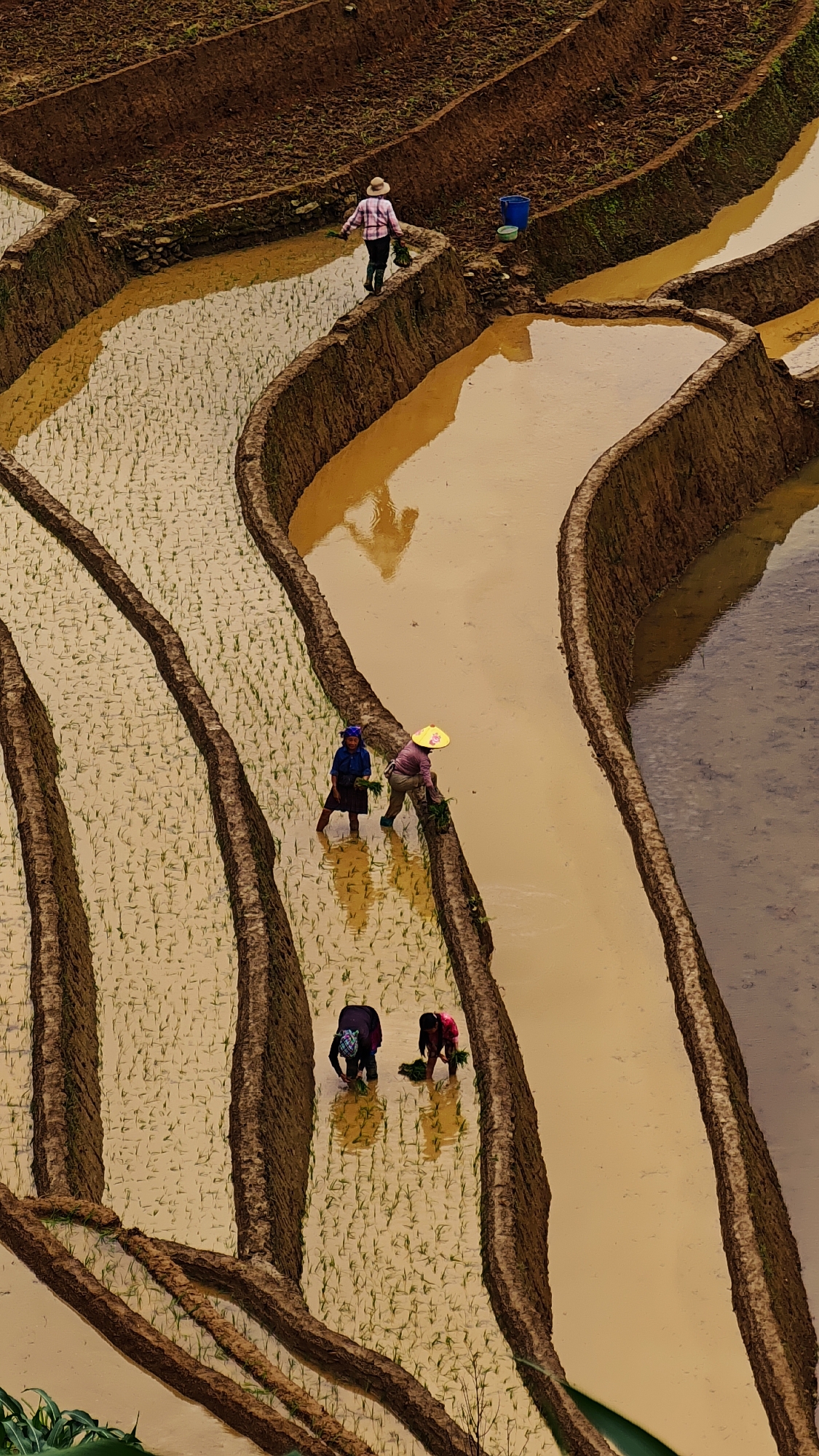 This image depicts a high-angle view of meticulously constructed rice terraces in Mù Cang Chải, Vietnam, where several individuals are engaged in planting rice. The landscape features multiple curvilinear earthen terraces filled with shallow, muddy water, reflecting the overcast sky or nearby figures.
In the upper section, a single individual, viewed from behind, walks along a narrow earthen dike. This person wears a light-colored plaid shirt, dark trousers, and a straw hat, carrying green bundles of what appear to be rice seedlings in their left hand. Two blue buckets rest on the dike to their right, adjacent to a water-filled terrace.
In the mid-ground, two individuals are actively planting in a water-filled paddy. The person on the left wears a dark blue top, a dark skirt, and a blue headscarf, bent forward with feet submerged in the muddy water. The person on the right, wearing a light-colored top, dark pants, and a broad-brimmed yellow conical hat (nón lá), is also bent over, planting seedlings. Both have visible reflections in the water.
In the lower section, two more individuals are observed planting in a different terrace. The person on the left wears a dark top and head covering, leaning forward into the water to plant seedlings. The person on the right wears a red top and dark pants, similarly bent over and immersed in the water, actively planting. Both also cast reflections onto the water's surface.
The terraces exhibit varying stages of planting; some contain rows of young, vibrant green rice seedlings, while others feature clearer, reflective water or appear freshly tilled. The overall scene emphasizes manual labor and traditional agricultural practices within a structured terraced environment.