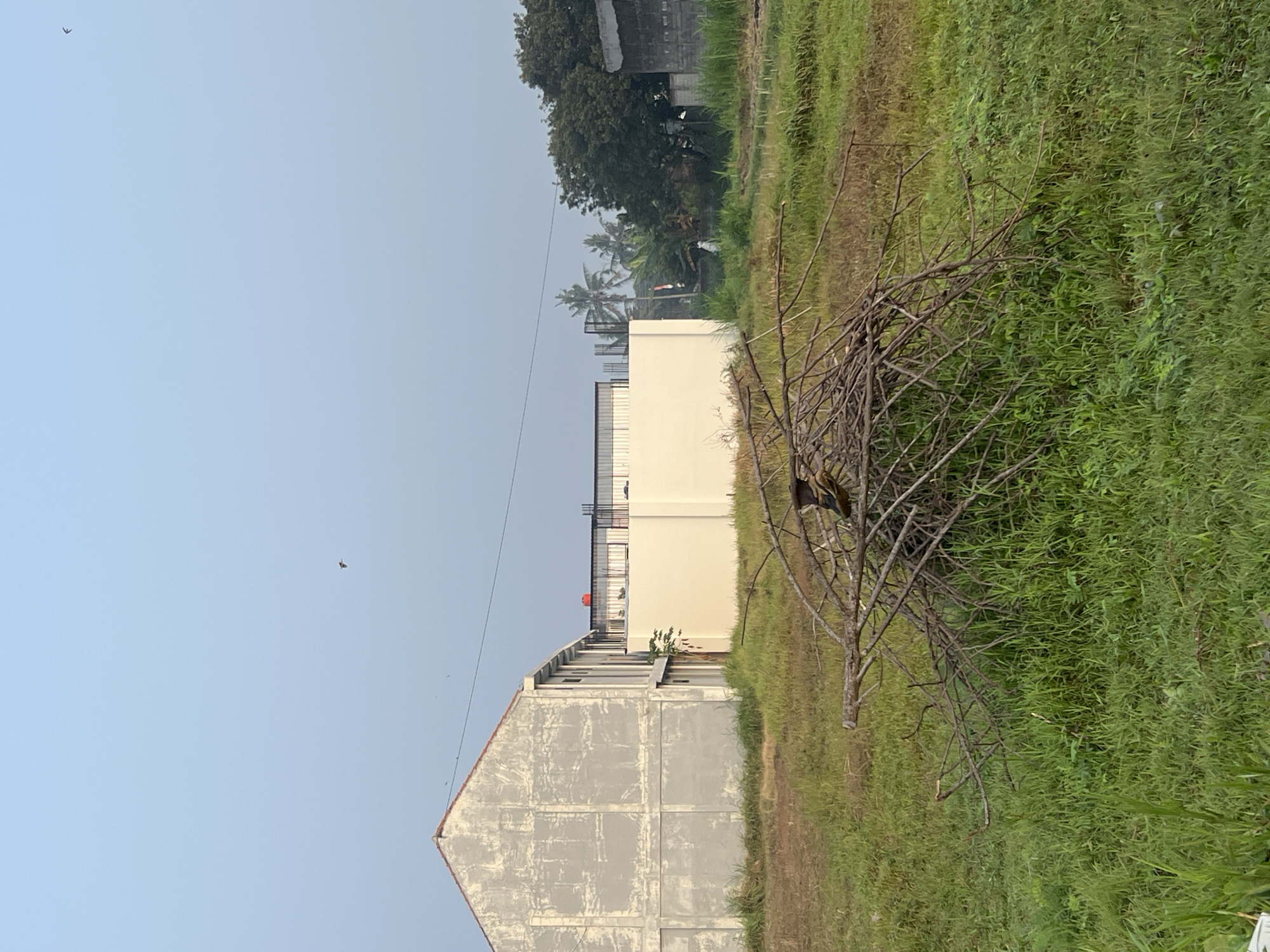 In Tlogoadi, Indonesia, an outdoor scene depicts an undeveloped grassy field with scattered debris. In the foreground, a pile of dead branches lies on the grass. Two small birds perch on the branches. In the midground, a row of unfinished buildings stands, with one structure featuring a large, unpainted concrete facade. Further back, a white wall encloses a compound, beyond which are trees and more buildings. The sky above is clear and pale blue, with a few tiny birds visible in flight. The overall impression is one of an area undergoing development or in a state of disrepair.