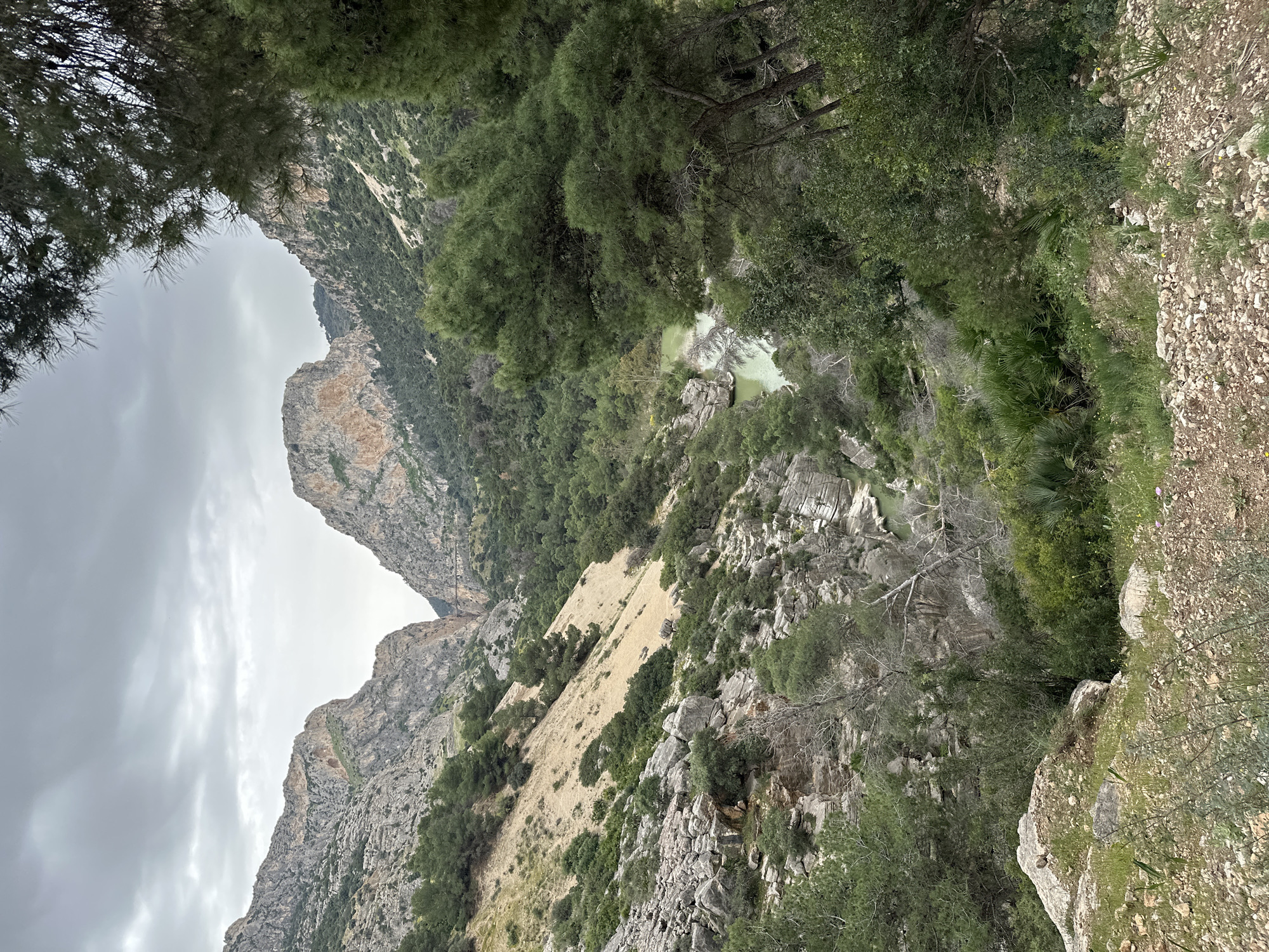 The image presents a dramatic mountainous landscape, likely a deep gorge or valley, viewed from a high vantage point under an overcast sky. The scene is framed by dark green pine tree branches in the upper foreground. Rugged, rocky mountains and steep cliffs dominate the background and mid-ground, showing variations in texture and color from light gray stone to earthy browns.
Lush green vegetation, including dense forests of pine-like trees, covers much of the slopes and fills parts of the valley floor. A distinctive feature is a light green or turquoise body of water, possibly a river or lake, winding through the gorge in the mid-ground, surrounded by rocks and more trees. Further up the slopes, patches of dry, tan-colored ground are visible amidst the rocky terrain and scattered shrubs. The overcast conditions lend a soft, diffused light to the scene. There are no people, explicit activities, or visible text. The rugged terrain and the color of the water suggest a natural, untamed environment characteristic of a canyon or river gorge in a mountainous region like Ardales, Spain.