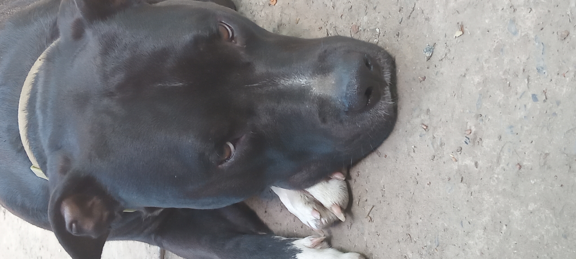 A close-up, eye-level shot shows a black dog with brown eyes lying on its side on a concrete surface. The dog's head is resting on its front paws, which are crossed. The dog is wearing a light-colored collar. The concrete surface appears weathered and has some small debris scattered across it. The background is out of focus, but appears to be a blurred outdoor environment. The image is well-lit, with natural light illuminating the dog's fur. The scene is devoid of any human presence or activity. The dog's expression is calm and relaxed.
