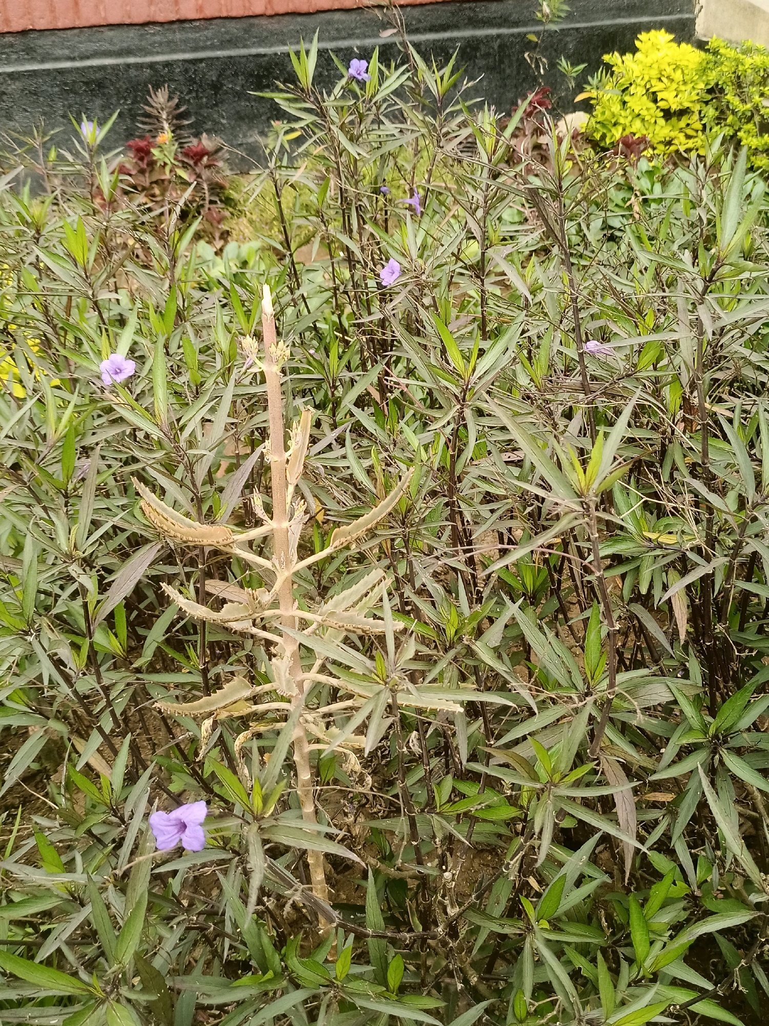 A vertical medium shot captures a close-up view of a cluster of plants with predominantly green foliage and several small purple flowers, situated in the city of Limbe, Malawi. A tall, dried, and spindly plant stalk with horizontal leaf-like appendages stands prominently in the center of the frame, contrasting with the surrounding lush greenery. The background is blurred, showing hints of a reddish-brown structure and some yellow-leafed bushes. The scene appears to be outdoors, possibly in a garden or park.