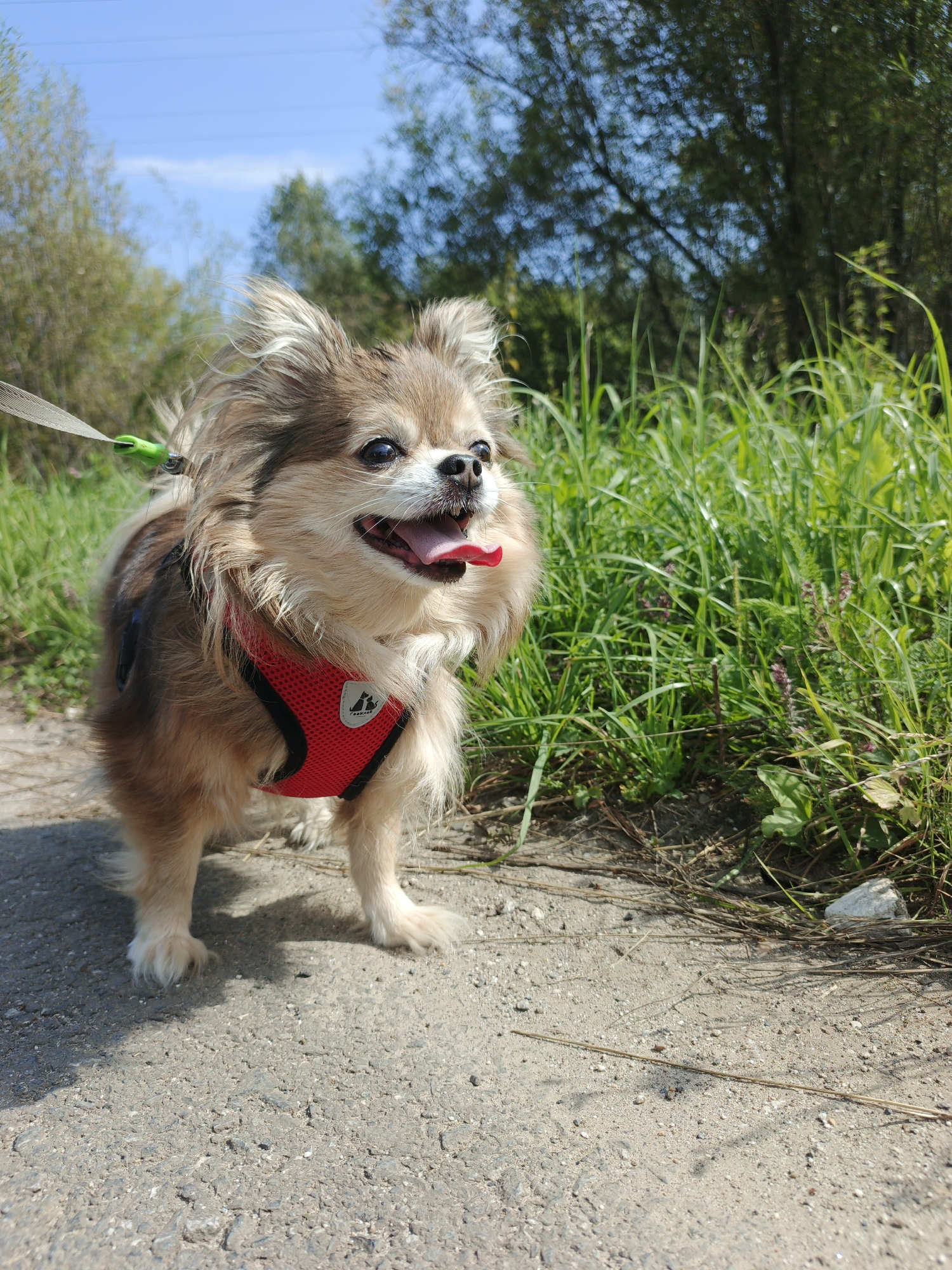 A long-haired Chihuahua with tan and brown fur stands on a paved path, its tongue hanging out. The dog is wearing a red harness with black trim and a leash attached. The background consists of green grass, trees, and a blue sky. The scene appears to be outdoors, possibly in a park or natural area. The specific location of Urtiushka, Russia, is not evident from the visual information provided in the image.