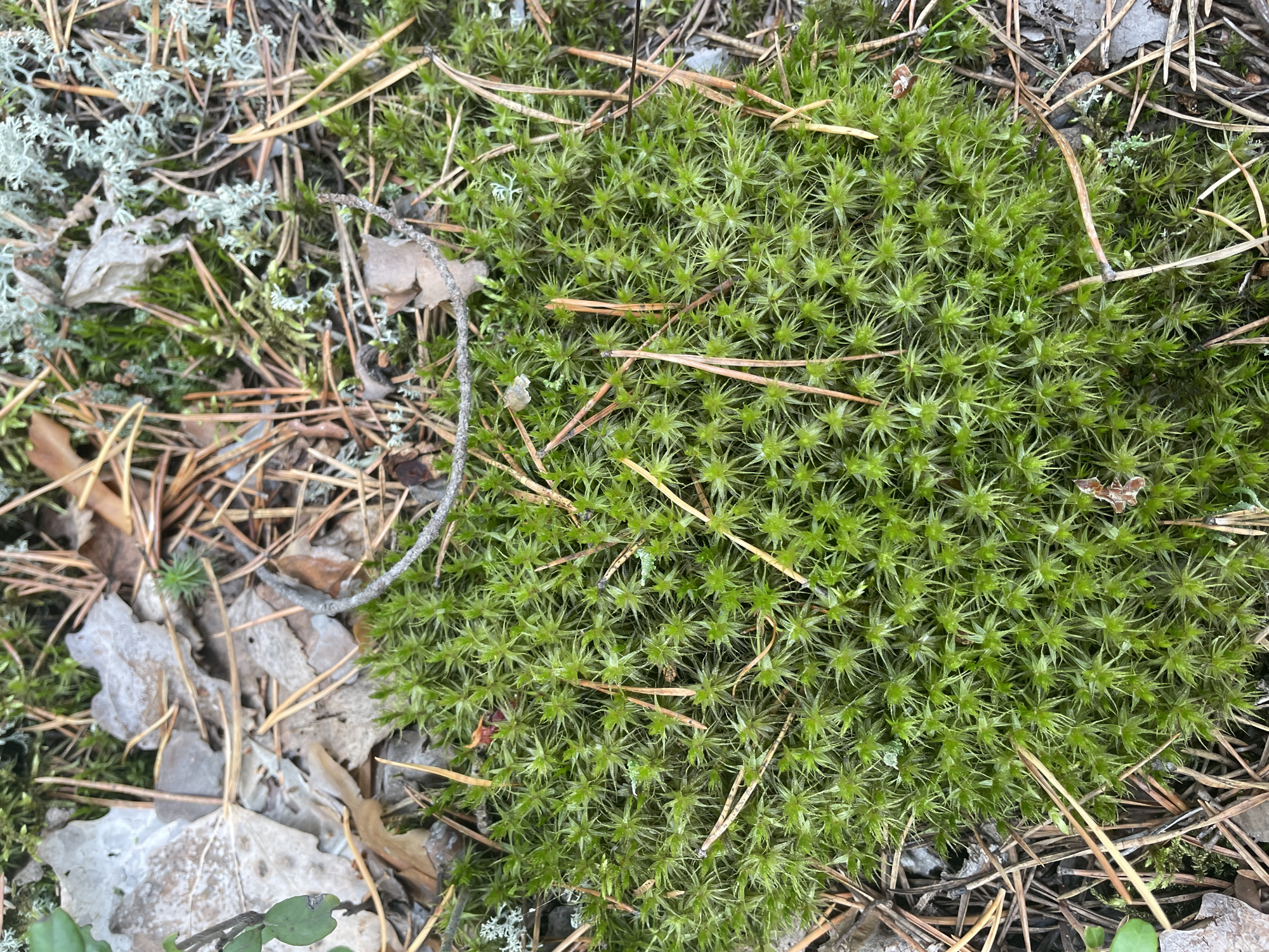 The image depicts a close-up view of moss growing on the forest floor in Barsovo, Russia. The moss is vibrant green and forms a dense, carpet-like layer. Interspersed within the moss are dried pine needles and fallen leaves, some of which are light brown and decomposed, while others are a pale grey, possibly indicating lichen or frost. A few small twigs are also visible, adding to the natural texture of the scene. The overall environment appears to be a typical coniferous forest floor, characterized by a mix of organic matter and lush vegetation. No people or animals are present in the image.