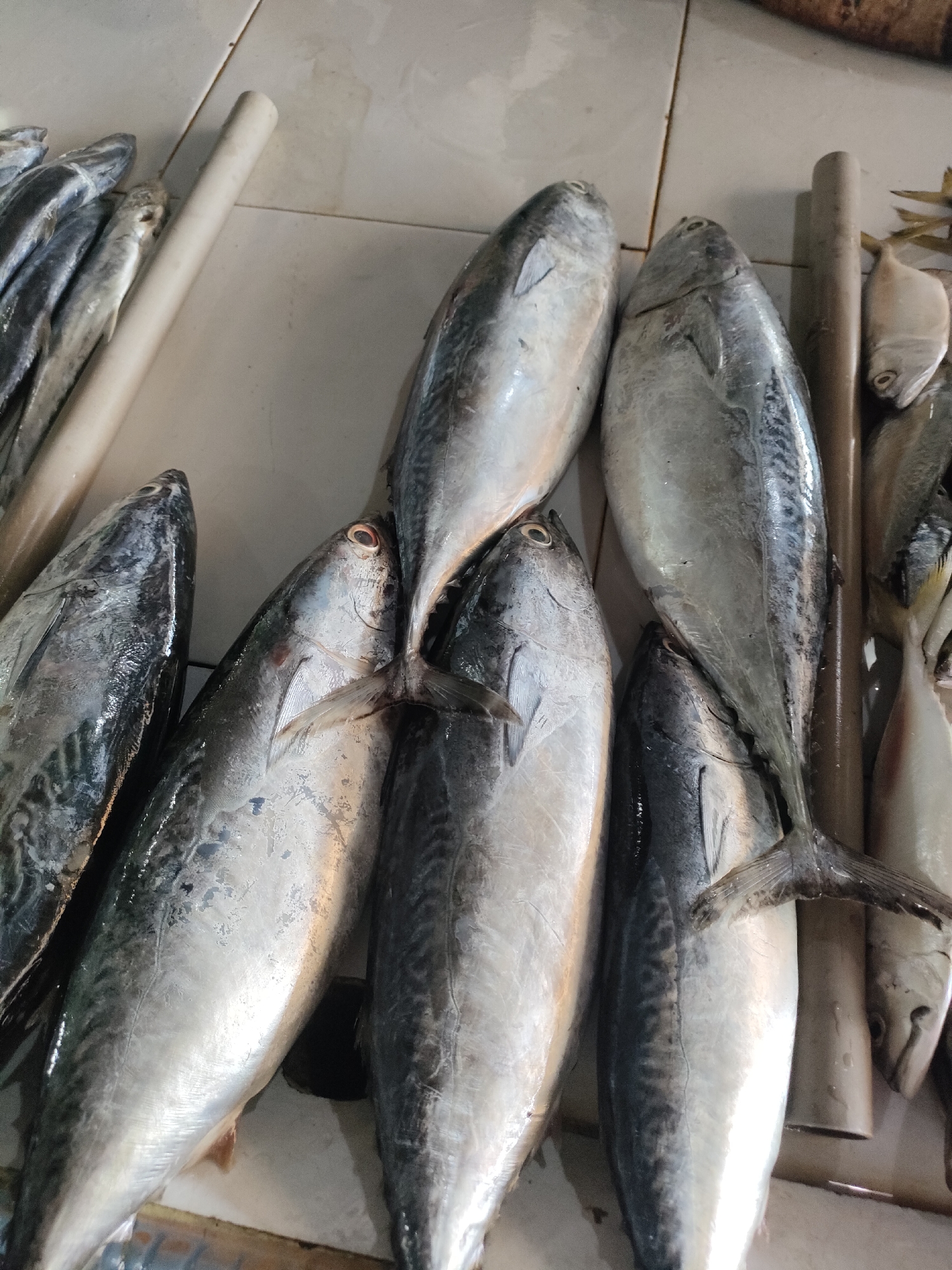 The image displays a close-up, high-angle view of a collection of fresh, whole fish arranged on a tiled surface. The fish are predominantly silver-gray with darker markings, some exhibiting visible scales and fins. They are laid out in several rows, with larger specimens in the foreground and smaller ones towards the back. Two cylindrical objects, likely piping or supports, are visible among the fish. The overall lighting is bright, suggesting an outdoor or well-lit indoor market environment. The scene is consistent with a fish market in Sungailiat, Indonesia, where fresh seafood is commonly sold.