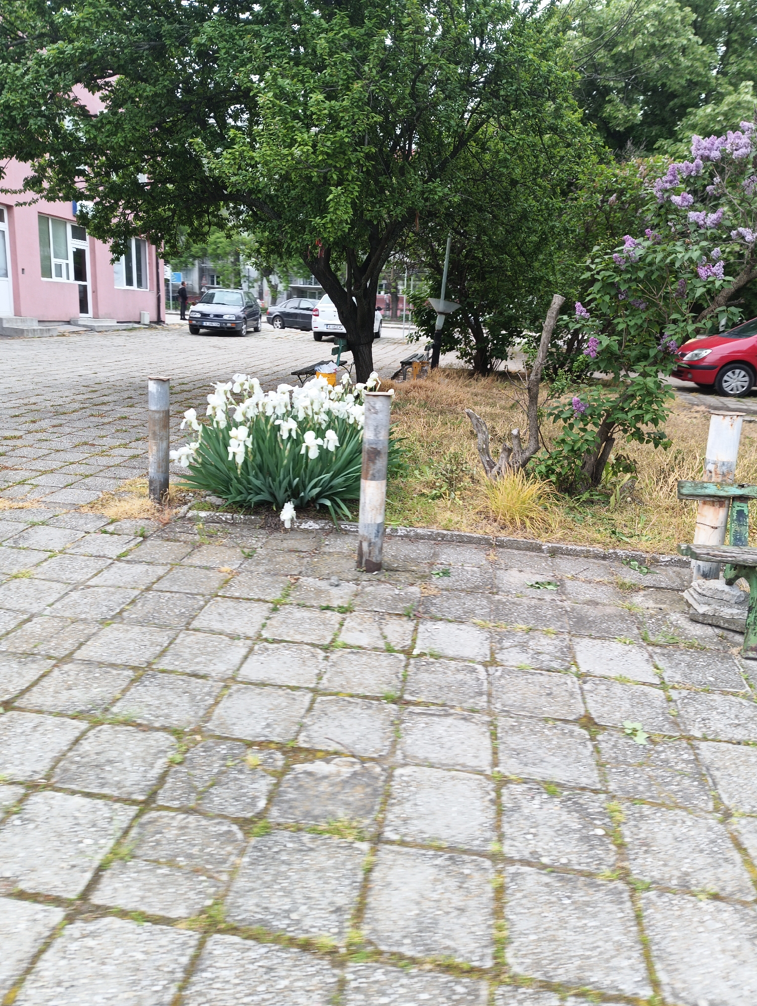 The image depicts a paved area with a large bush of white flowers enclosed by two metal bollards in what appears to be an urban setting in Karnobat, Bulgaria. The paving stones are light gray and exhibit growth between the cracks. In the background, there is a building with light pink walls and white window frames. Beyond the building, several cars are parked. Vegetation including trees, a flowering lilac bush, and patches of dry grass are also visible. A weathered wooden bench is partially visible on the right side of the image. A red car is parked to the right of the lilac bush.