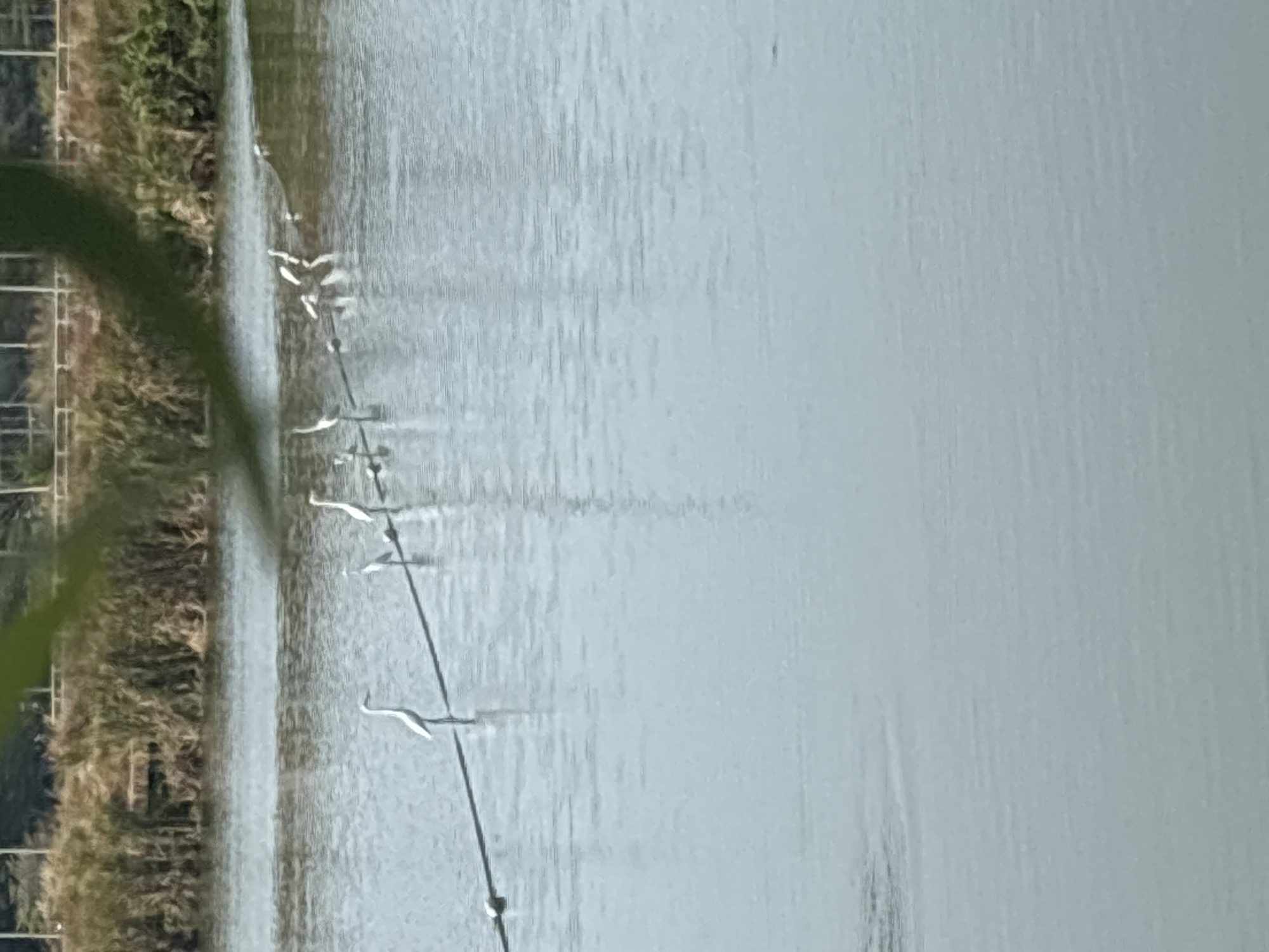 The image shows a body of water adjacent to a shoreline with vegetation. A wire or cable stretches across the water, with several birds perched on it. The image is taken during daylight. The location is inferred to be in Baan Chaweng, Thailand.