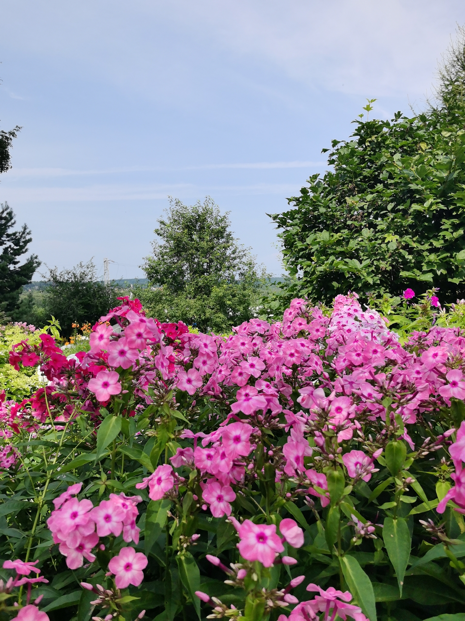 The image shows a close-up view of a dense bed of vibrant pink phlox flowers in bloom. The flowers are clustered together, with some in full bloom and others as buds. The petals are delicate and show a gradient of pink, with darker centers. Lush green foliage forms the background for the flowers, with some leaves visible in sharp focus. Beyond the flower bed, the scene opens up to a landscape with several trees, including a tall, leafy green tree on the right, and a more sparse, conical evergreen on the left. In the distance, there are more trees and a hazy horizon with a hint of power lines, suggesting a semi-rural or suburban environment. The sky above is a clear, pale blue with a few wispy white clouds. The overall impression is one of a sunny summer day in a garden. This image was taken in the village of Minino, Russia.