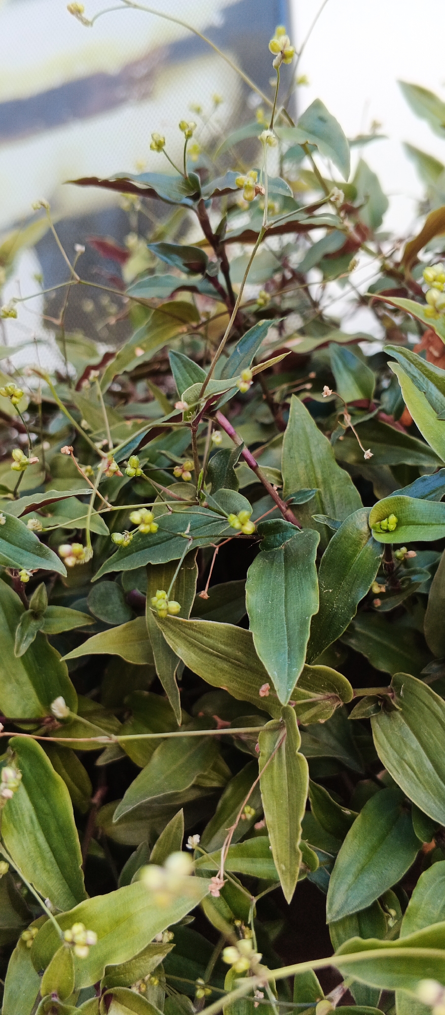 The image shows a close-up view of a dense cluster of green leaves and thin stems with small, light-colored flowers. The leaves are elongated and pointed, with some appearing slightly iridescent or waxy. The stems are purplish-red. Tiny, bud-like structures and delicate, four-petaled flowers are visible, some clustered together and others sparsely distributed on thin stalks. The background is blurred and appears to be a light-colored surface with indistinct horizontal stripes, possibly a window or a wall. The scene is an indoor or sheltered outdoor plant, likely a houseplant or garden plant, given the focus and composition. There is no indication of the specific location in Berehove, Ukraine.