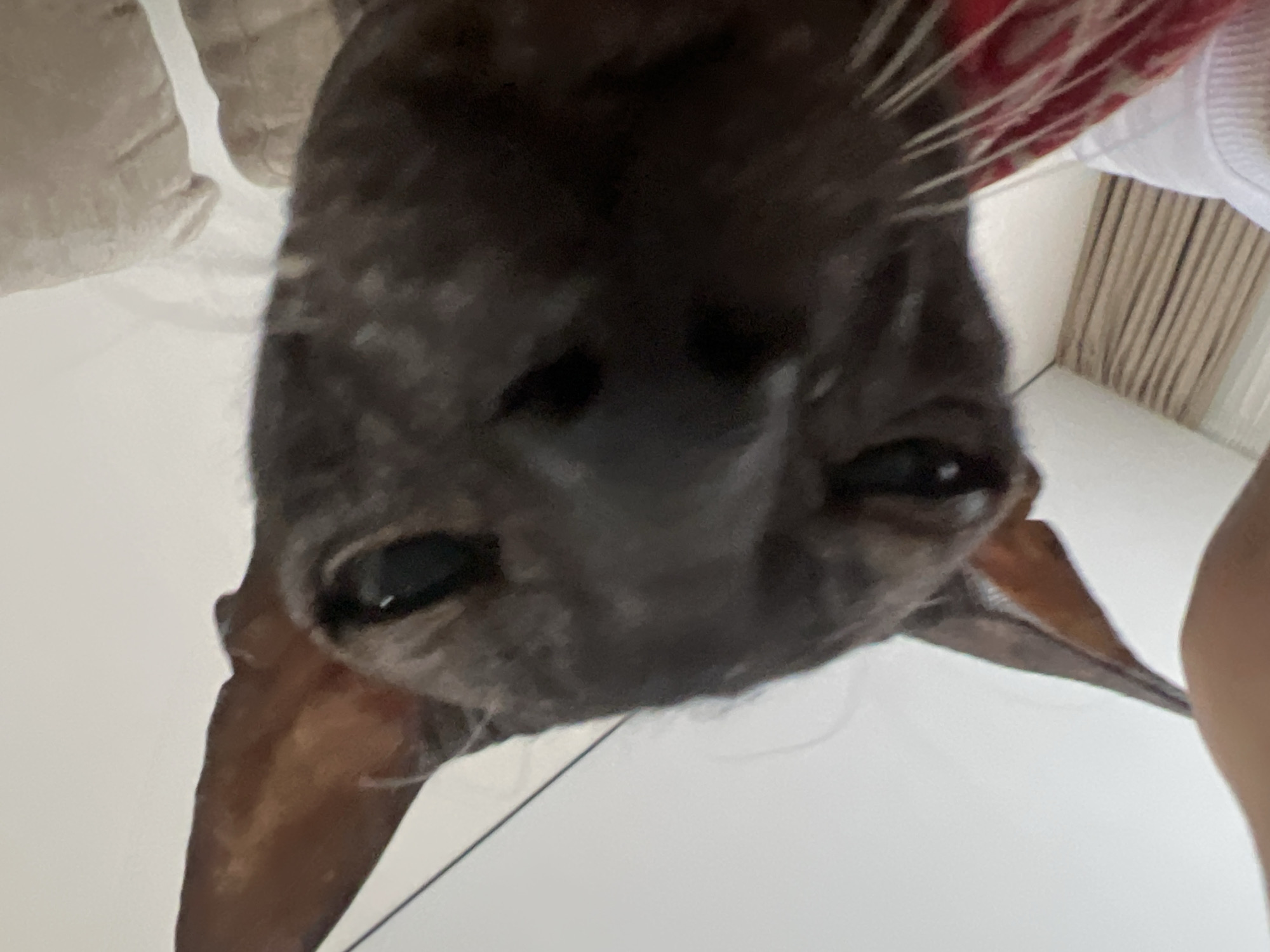 The image presents an extremely close-up, inverted perspective of an animal's face, likely a dog or a cat, peering directly into the camera. The main subject is the animal's dark-colored head, featuring prominent dark eyes with small reflections, a large dark nose, and visible long, fine whiskers extending from its snout. The fur or skin appears dark brown or black, with subtle lighter patterns or textures.
The background is predominantly composed of light-colored surfaces, suggesting an indoor environment. On the upper left (when viewed inverted), there are soft, light-beige elements, possibly part of bedding or upholstery. In the upper right, a section of red and white patterned fabric is visible, along with white clothing or bedding. Further in the background on the right, light-colored vertical blinds or curtains indicate a window or wall. A faint, lighter-skinned area, possibly a human arm or leg, can be seen at the far right edge of the frame.
The animal is positioned directly above the camera, looking down, creating an intimate and somewhat humorous "upside-down" view. There is no specific activity depicted beyond the animal's direct gaze. The scene takes place indoors, likely in a home in Votkinsk, Russia. The lighting is soft and ambient, consistent with an indoor daytime setting. The animal's expression appears neutral, possibly conveying curiosity. No text is visible in the image.