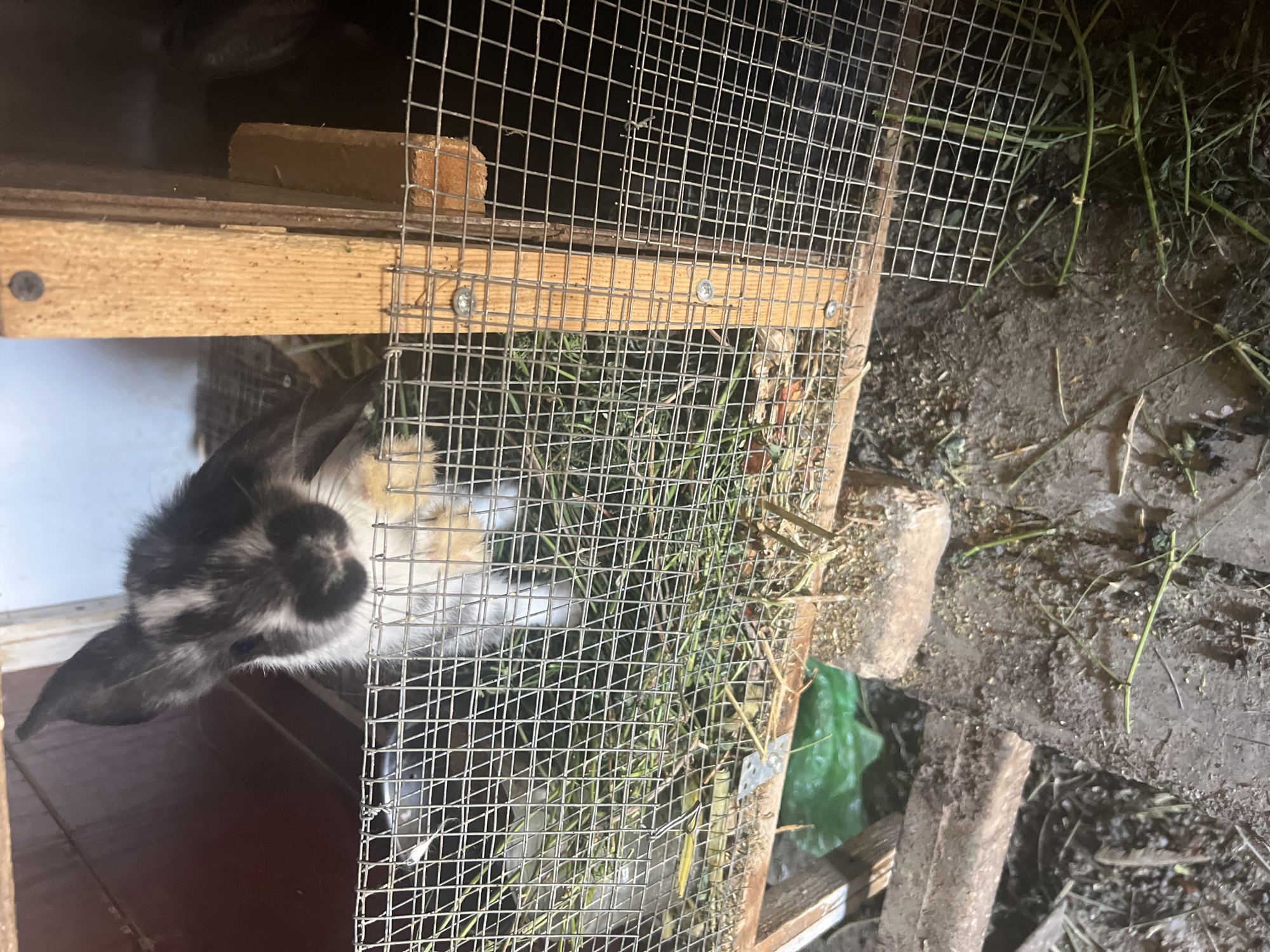An overhead, eye-level shot shows a young rabbit with black and white markings peeking through a wire cage. The rabbit's ears are long and floppy, and its eyes are blue. The cage is made of wood and wire mesh, and it is filled with straw and hay. Outside the cage, the ground is made of dirt and mud, and there are some pieces of wood and debris scattered around. The scene appears to be in a rural or outdoor setting, possibly a farm or a backyard.