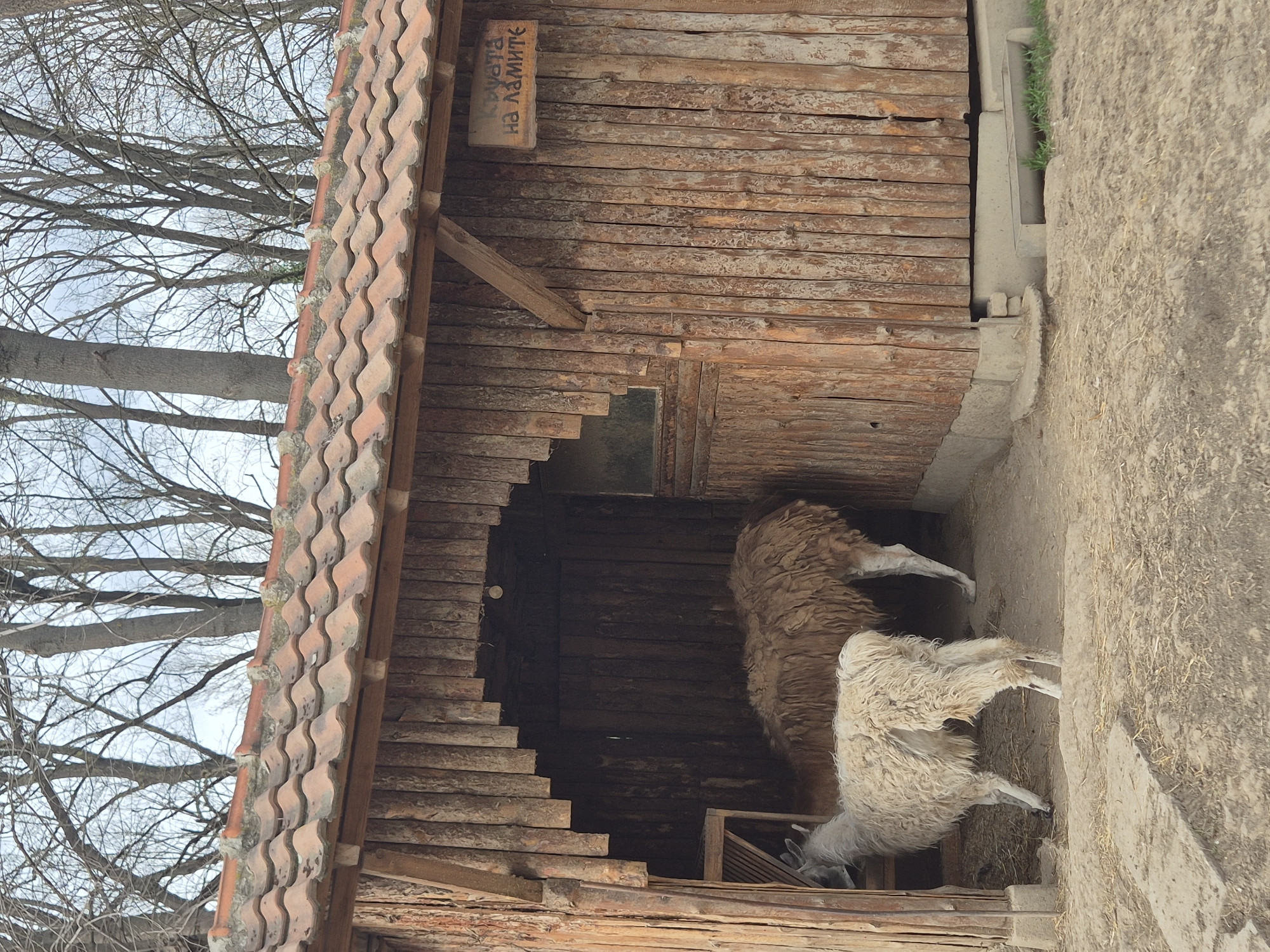 Two llamas are inside a wooden enclosure with a tiled roof. The enclosure is located in Pavlikeni, Bulgaria, indicated by signage written in Bulgarian on the enclosure.