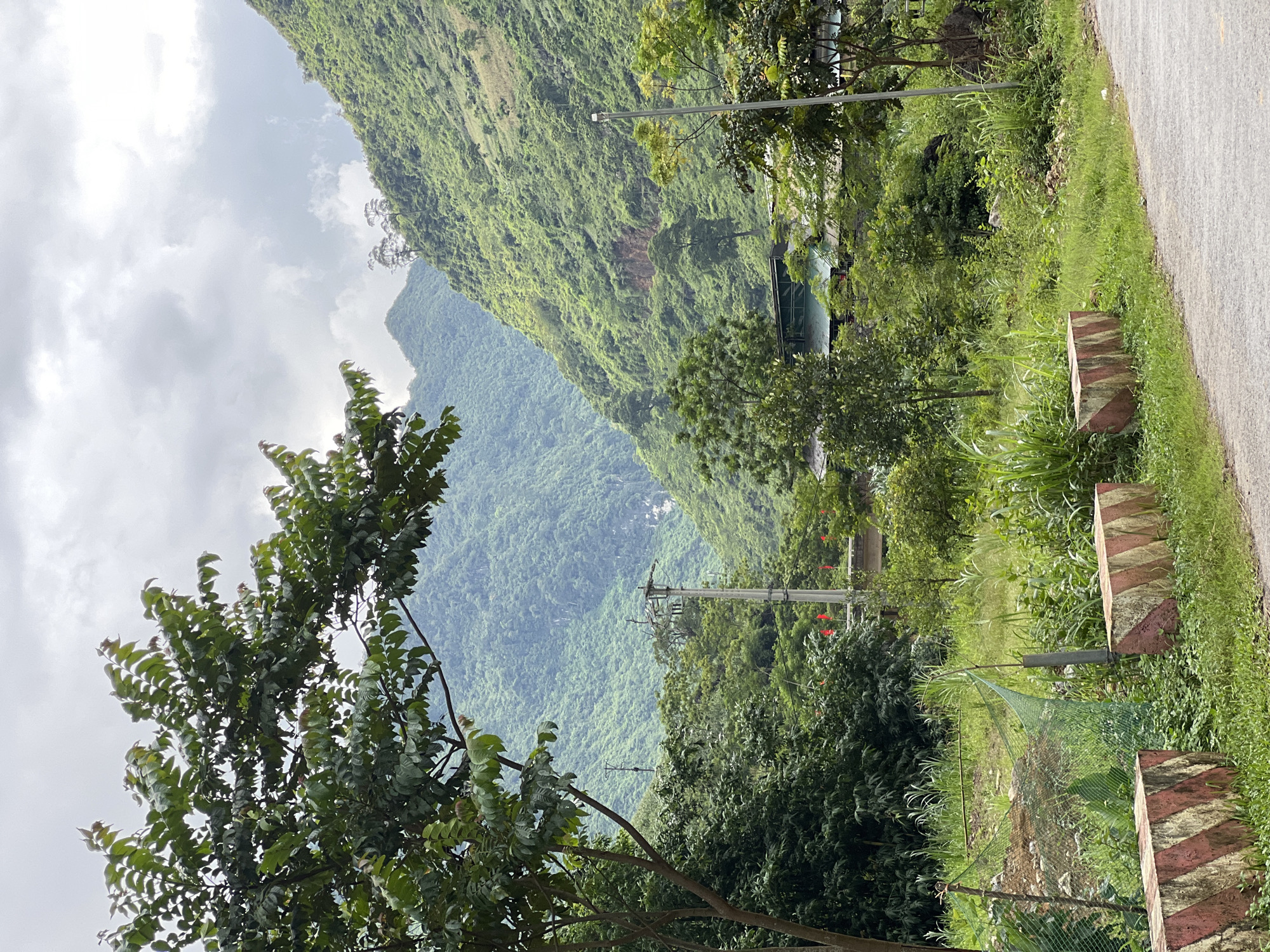 In the city of Cán Tỷ Commune, Vietnam, a scenic landscape unfolds. A paved road curves into the foreground, bordered by vibrant green grass and two weathered, striped concrete barriers. Beyond this, a dense array of lush vegetation, including tall grasses and leafy trees, creates a verdant buffer. In the mid-ground, a building with a green roof is visible amidst the trees, alongside utility poles supporting electrical lines. Red flags flutter from a structure in the distance, adding a touch of color to the scene. The background is dominated by majestic, mist-shrouded mountains covered in dense, emerald-green foliage. The sky above is overcast, with soft, diffused light filtering through the clouds. A large tree with prominent branches and dark green leaves stands prominently on the left side of the frame, framing the expansive mountainous vista.