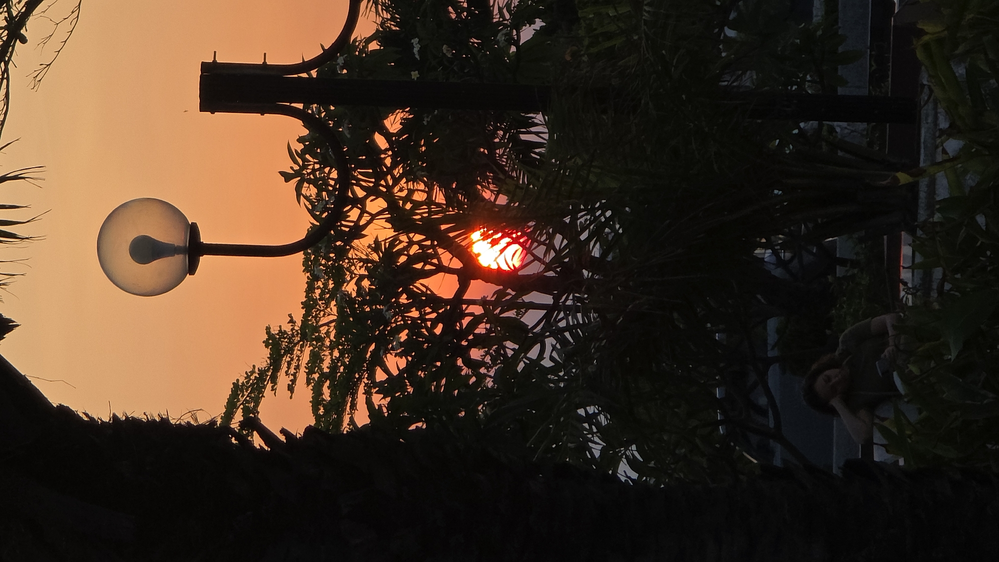 The image captures an outdoor scene at either sunrise or sunset, set in Nha Trang, Vietnam. The sky displays a gradient of orange and red hues. A dark, silhouetted tree trunk with visible fronds occupies the far left of the frame. Centrally, a street light is present, featuring a spherical, frosted glass globe that encases an unlit LED-style bulb. To the right of the street light, another dark vertical pole structure is partially visible.
Dense, dark foliage with small white blossoms forms a prominent layer across the midground, heavily obscuring the sun, which appears as a fragmented, intense red disk visible through gaps in the leaves. A faint horizontal strip of lighter color below the sun suggests a distant horizon, possibly over water.
In the lower left quadrant, a female individual is seated. She wears a dark short-sleeved top and rests her head on her right hand, which is supported by a structure resembling a bench back or railing. Her left hand holds and operates a smartphone. The background features blurred outlines of what appear to be vehicles and concrete structures, indicating a public setting such as a promenade or roadside.