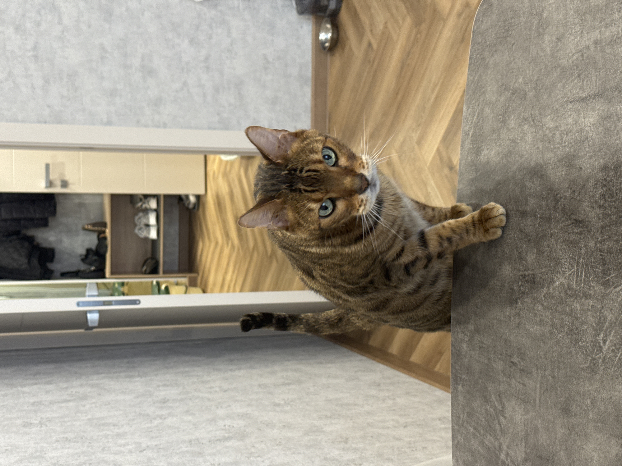 A high-angle shot features a brown tabby cat positioned at the edge of a gray countertop or surface, likely within an indoor setting. The cat has green eyes and is oriented toward the viewer. The background includes a wall, a floor, and parts of what appears to be a closet or cabinet with various items visible inside. The color palette primarily consists of browns, grays, and beige tones. No city or specific location is discernible in this image.