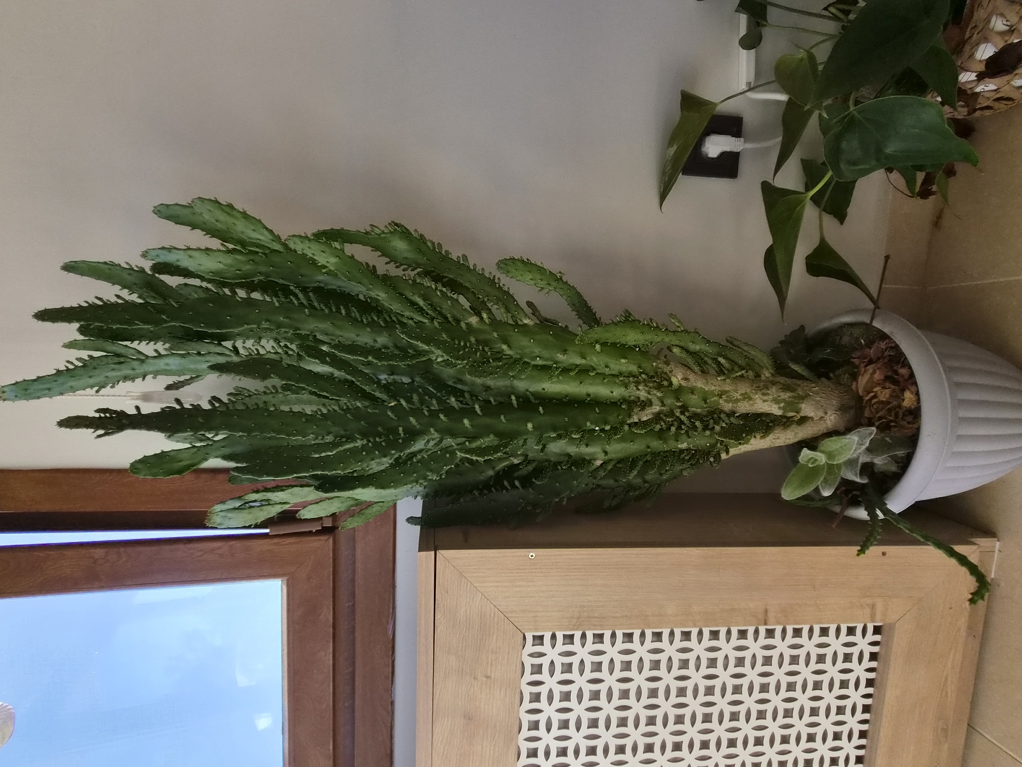 An indoor scene features a tall, green cactus plant in a white ribbed pot, positioned next to a wooden cabinet with a decorative patterned insert. To the right of the cactus, smaller green plants are visible, one in a basket-like pot. A white electrical outlet with a plug is mounted on the wall behind these plants. In the background, a window with a wooden frame looks out onto a bright, blue sky with clouds. The scene appears to be a residential interior in Şile, Turkey.
