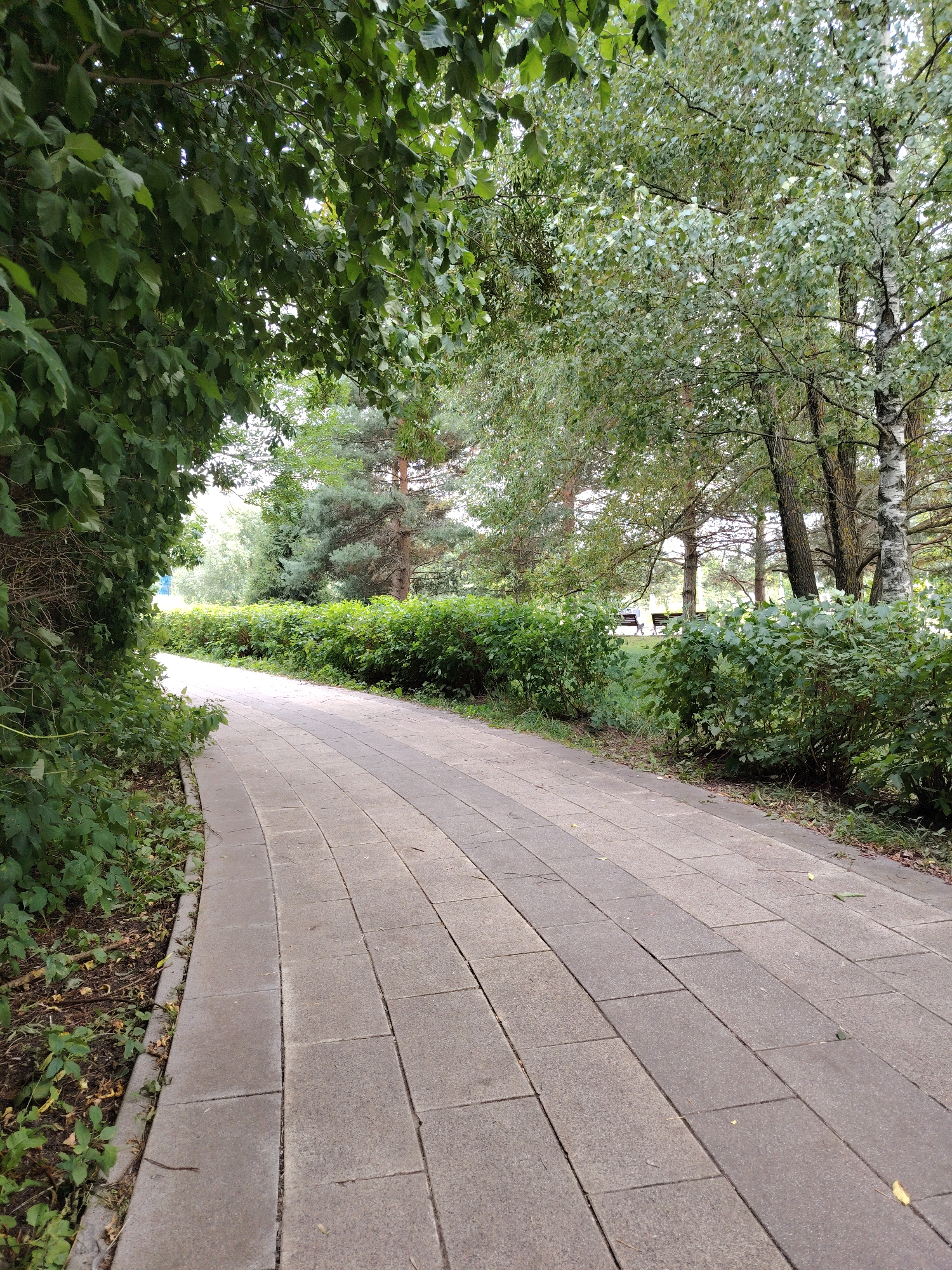 The image depicts a paved pathway curving through a park-like environment in Zelenograd, Russia. The pathway is constructed of rectangular gray paving stones. On the left side of the path, dense green foliage, including ivy-like vines, grows up and over a low wall or embankment. On the right side, a neatly trimmed hedge borders the pathway, behind which several trees are visible, including birch trees with their distinctive white bark and coniferous trees. In the background, beyond the trees and hedge, a patch of grass can be seen with a couple of park benches, suggesting a recreational area. The lighting suggests it is daytime, likely overcast or with diffused sunlight filtering through the leaves. The scene is serene and appears to be an outdoor public space.