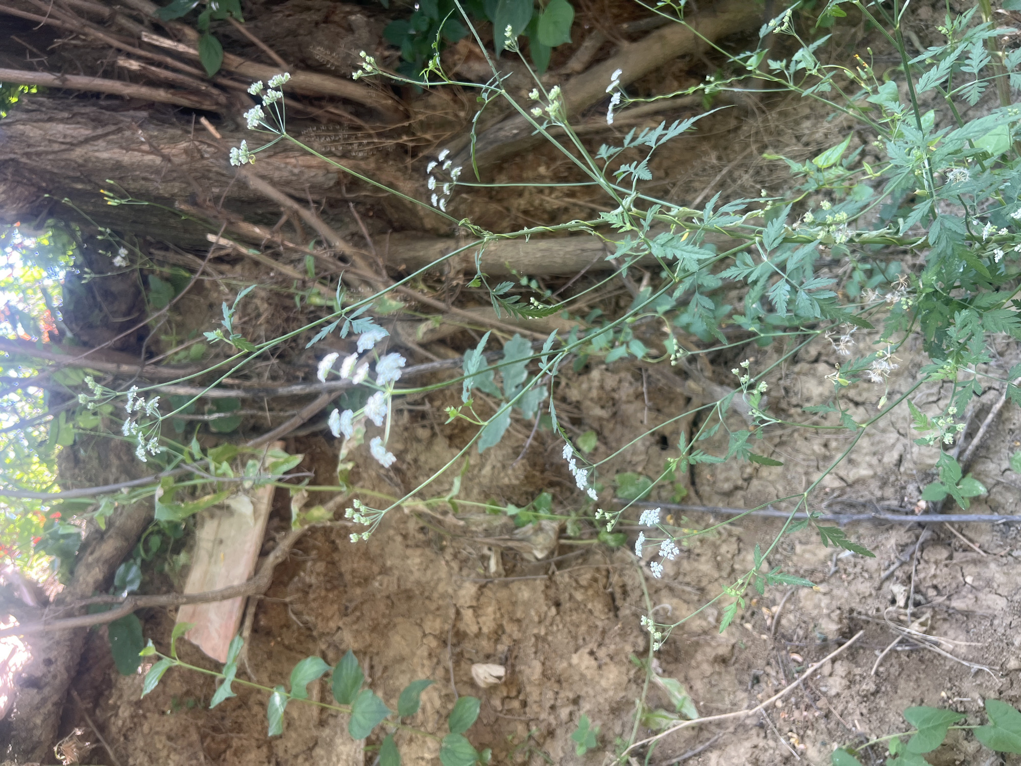The image shows a dense tangle of vegetation and tree roots growing on a steep, muddy embankment. Small white flowers are visible among the green leaves and stems. The embankment appears to be a natural feature, possibly on the outskirts of Bârnova, Romania, where the urban environment meets more wild terrain. There are no people or animals visible in the image. The lighting suggests it is daytime, with sunlight filtering through the foliage from above.
