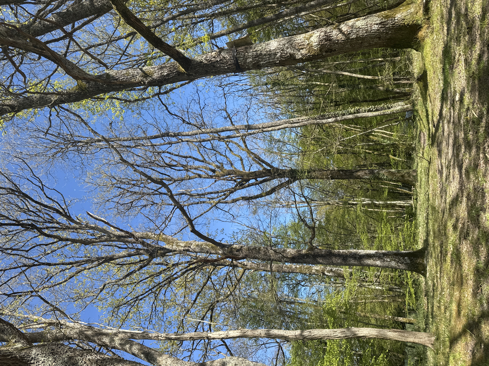 The image shows a low-angle view of a forest in Combreux, France. The perspective is from the ground looking up through the trees, capturing the trunks and branches against a blue sky. Some trees have budding leaves, indicating early spring. The forest floor is visible on the right side of the frame.