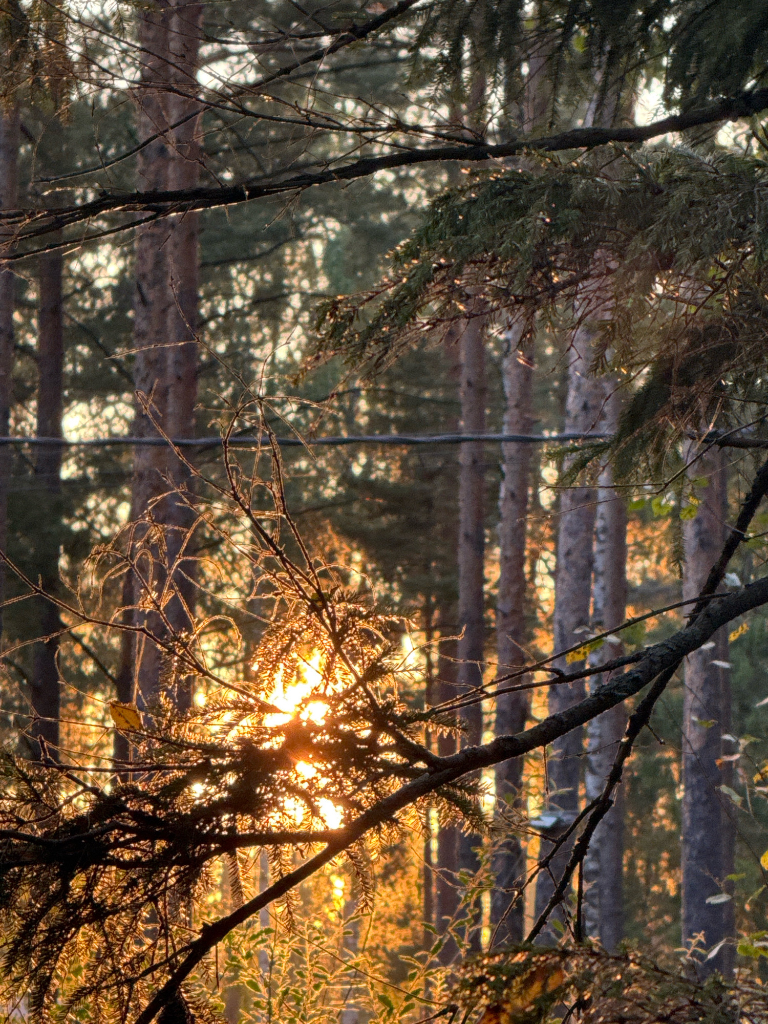 The image shows a close-up view of pine trees with the sun setting behind them. The sun's rays are filtering through the branches and needles, creating a warm, golden glow. The foreground is dominated by the branches of a pine tree, with a few dry leaves visible. In the background, the trunks of several pine trees are visible, appearing as vertical lines. The environment appears to be a forest, likely in a natural setting rather than within a city. There are no people or animals visible in the image, and no specific actions or interactions are depicted. The location is identified as Arfa, Russia.