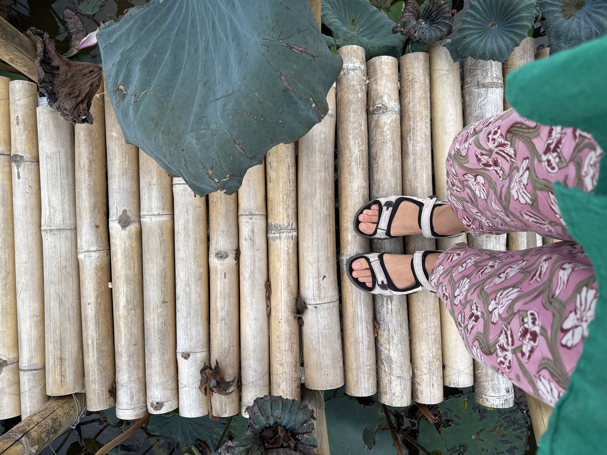 The image shows a person standing on a bamboo walkway over a body of water with lotus pads. The person is wearing pink patterned pants and black and white sandals. The walkway is made of roughly cut bamboo logs laid horizontally. The water is dark and appears to have some debris. Lotus leaves, some large and green, others dry and brown, are visible around the walkway. One lotus bud is partially visible. The scene suggests a natural or semi-natural environment, possibly a park or a rural area. The presence of lotus suggests it could be a pond or a slow-moving waterway. No specific landmarks or indications of Đà Nẵng, Vietnam are visible in the image itself.