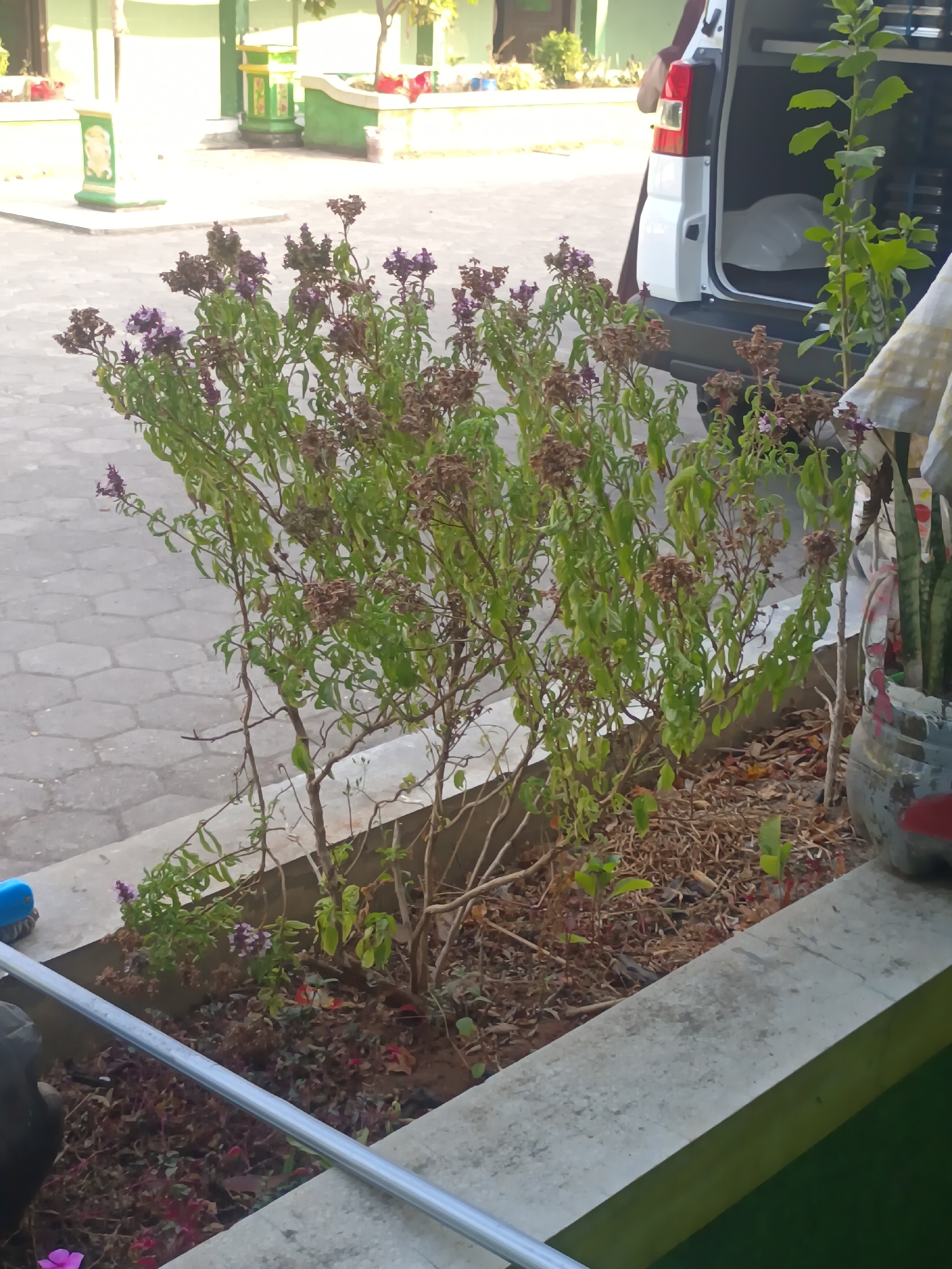 The image shows a patch of dried and green plants with small purple flowers in a planter box, likely in Sarimulyo, Indonesia. The planter is bordered by a concrete wall in the foreground. Behind the planter, a white van with its rear doors open is visible. The ground appears to be paved with hexagonal stones. In the background, there are buildings with green and yellow accents, suggesting a school or public facility. The lighting indicates it is daytime. There are no people visible in the image.
