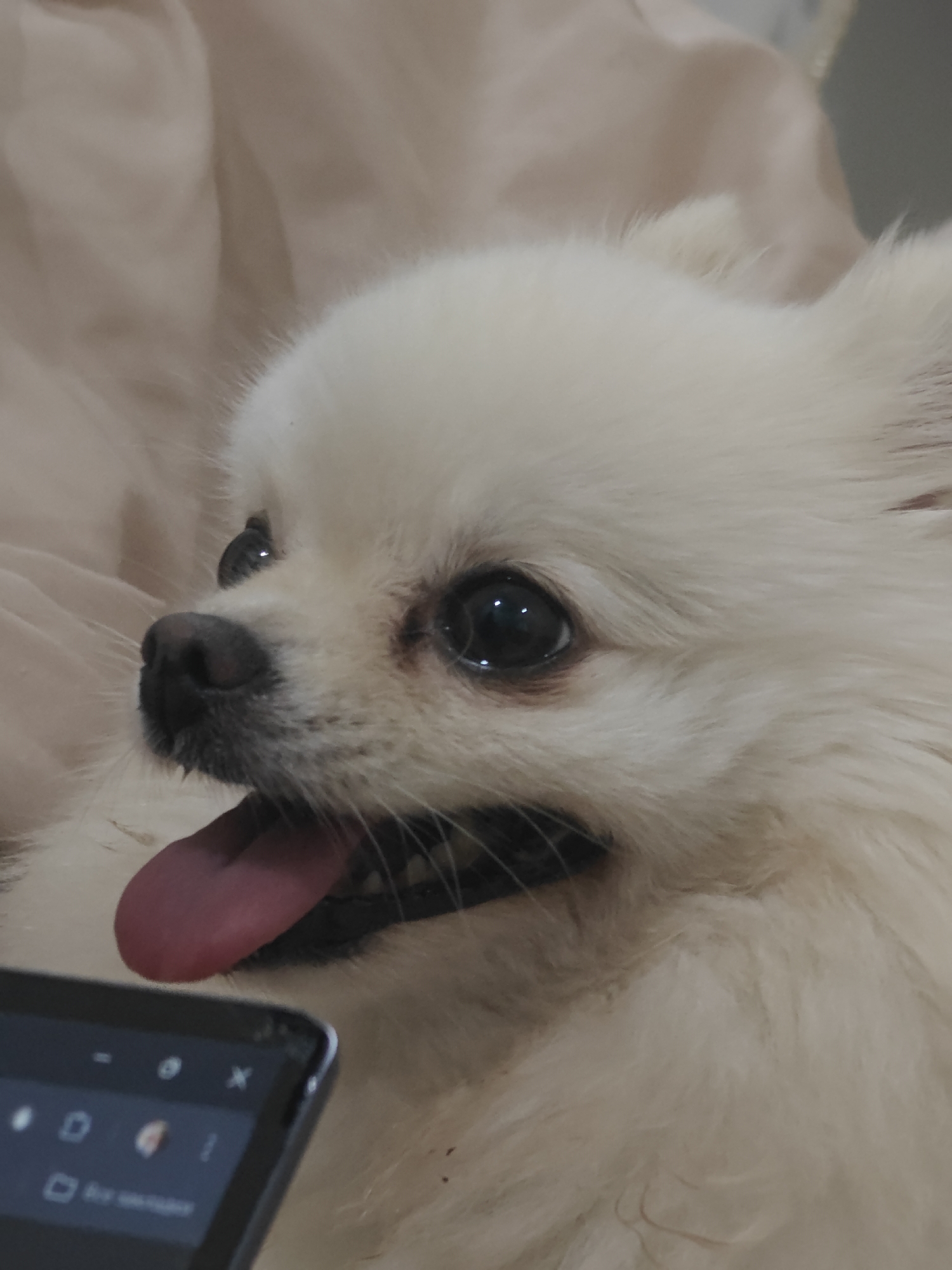 A close-up, medium shot shows the head of a small, fluffy, light-colored dog, possibly a Pomeranian, with its tongue hanging out. The dog is positioned in the lower right quadrant of the image, facing left with its eyes looking upwards. Its fur is predominantly white with some beige tones. In the lower left corner, a portion of a dark-colored smartphone screen is visible, displaying app icons and text in what appears to be an Asian language. The background is blurred and consists of a soft, light-colored fabric, likely bedding or upholstery. The lighting is dim, casting a soft glow on the dog's face. There are no discernible architectural features or environmental elements that would allow for the precise location of Tay Nha Trang Ward, Vietnam to be determined from this image alone.
