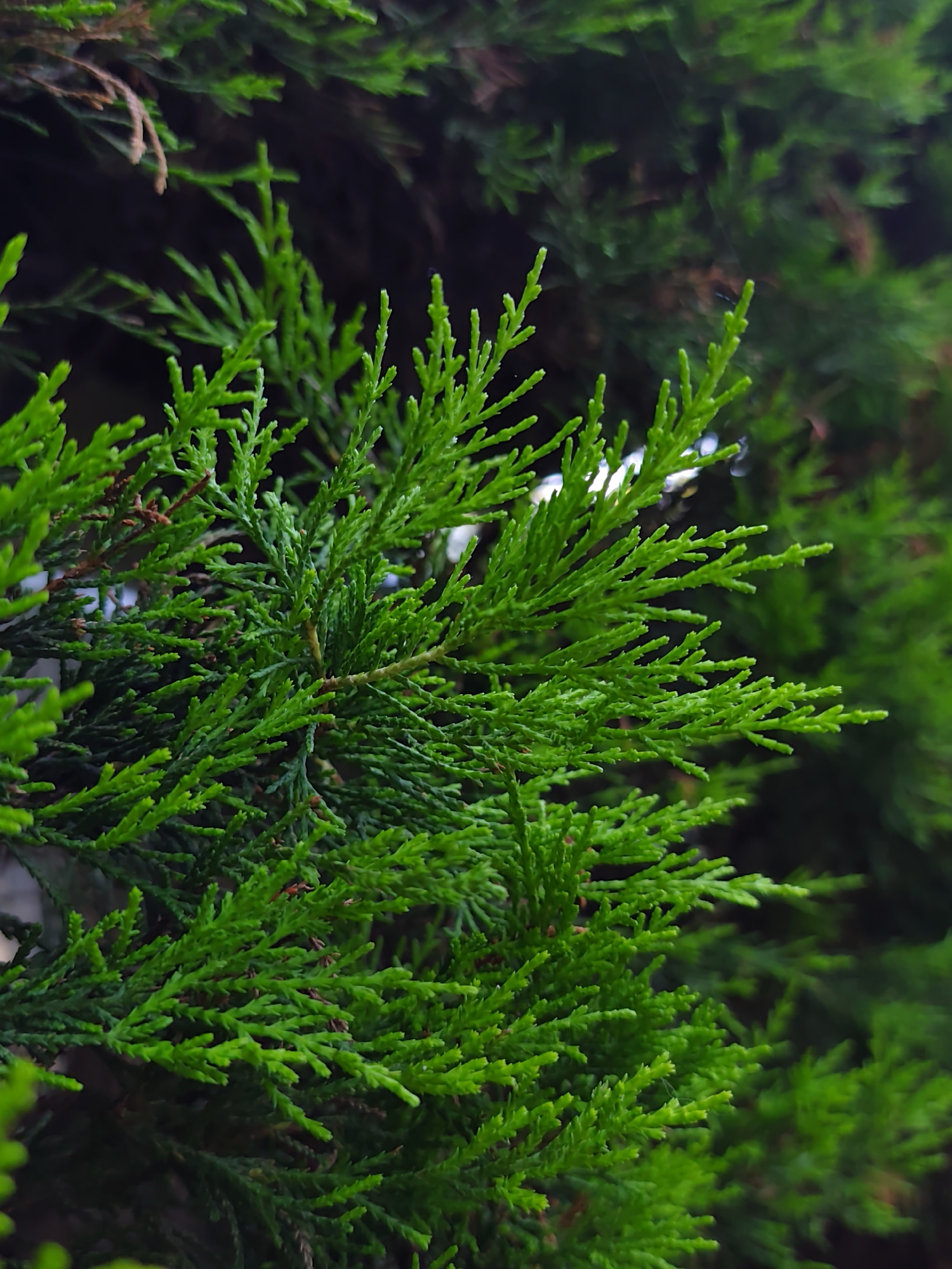 The image is a close-up of lush green cedar branches, likely from a cypress tree, with a dark, blurred background suggesting a shaded outdoor environment. The foliage is dense and feathery, with individual fronds clearly visible and sharply in focus in the foreground. The lighting is soft, highlighting the vibrant green color of the leaves. There are no people, structures, or other identifiable objects present in the frame, with the exception of the plant itself. The scene is devoid of any discernable action or interaction. The image does not contain any elements that would allow for a specific location in Sochi, Russia, to be identified.